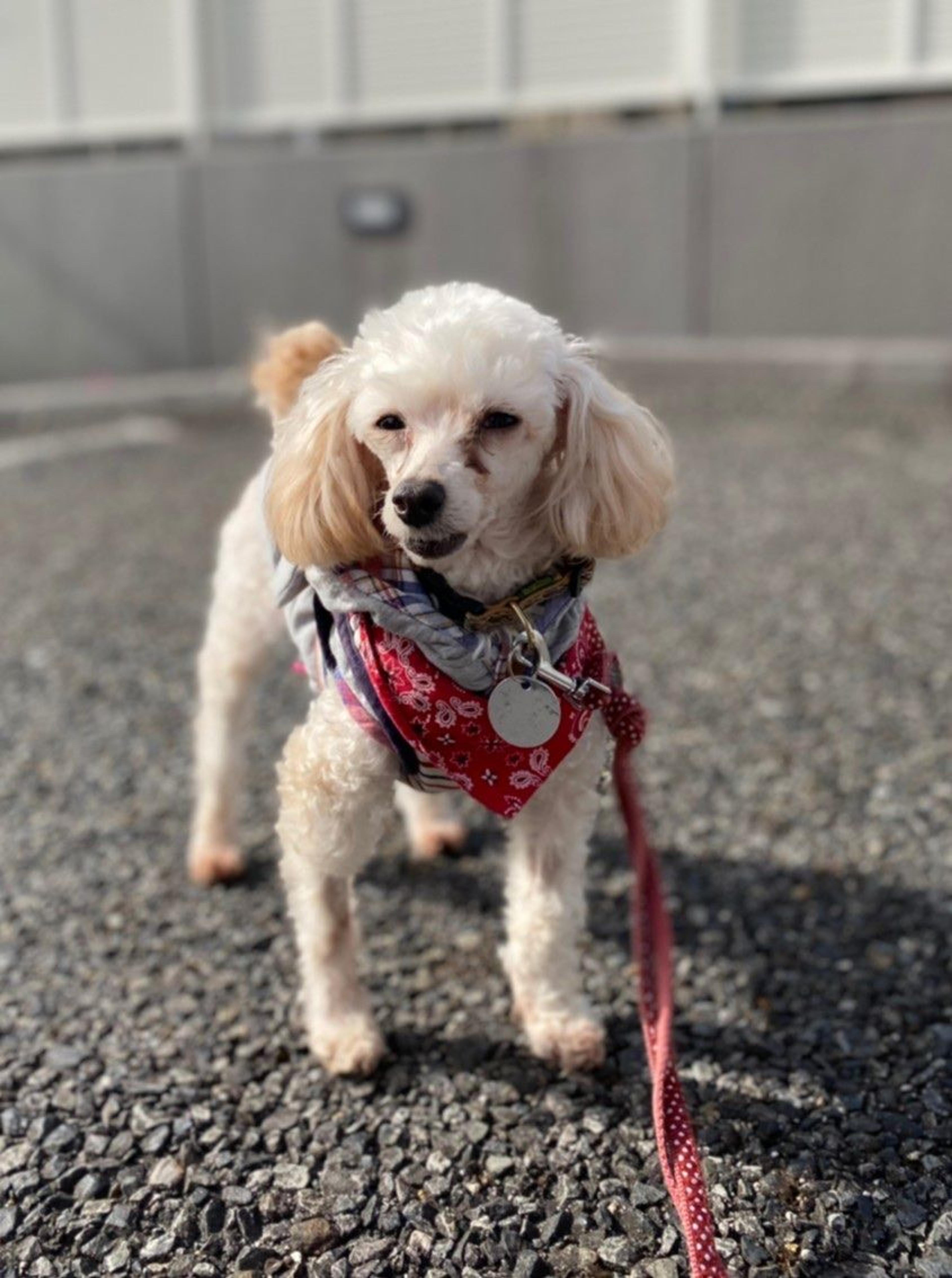 pet-image-8