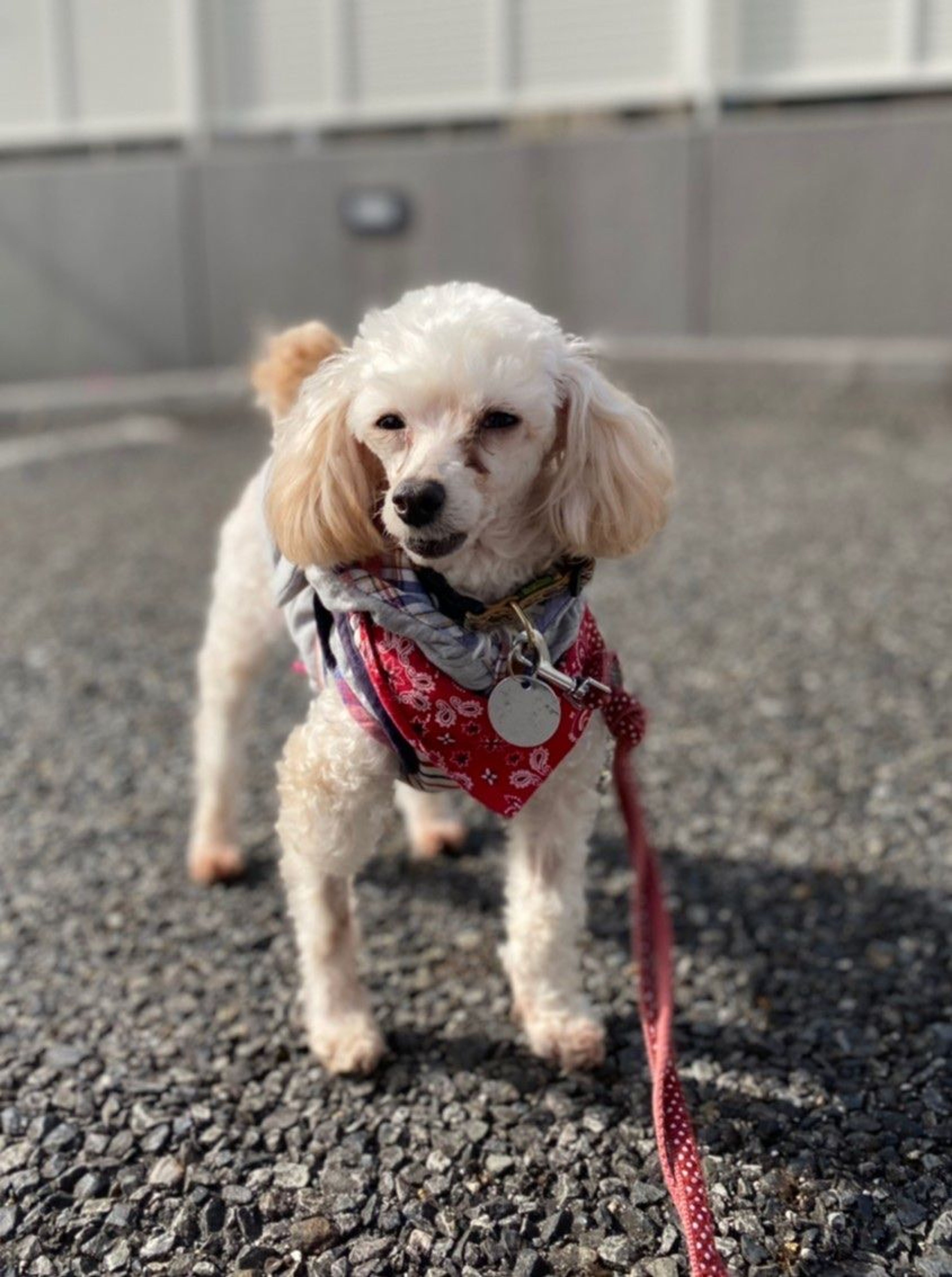 pet-image-8