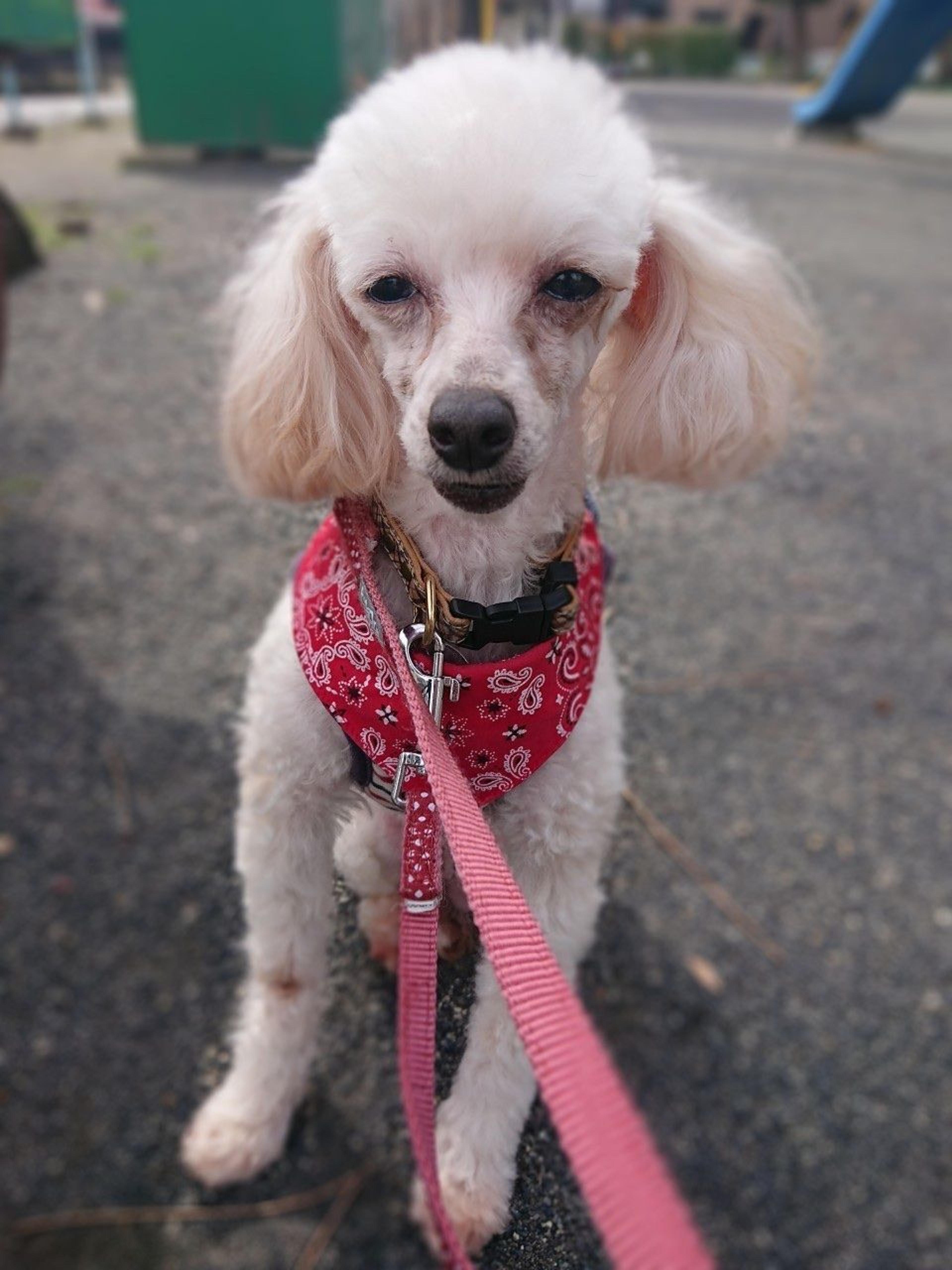 pet-image-9