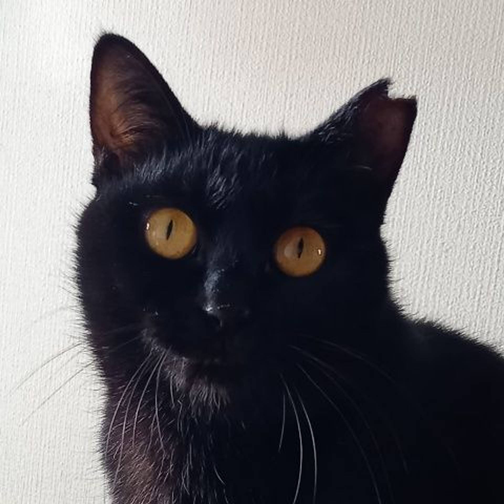 雑種（ミックス猫）・メスの里親募集の写真