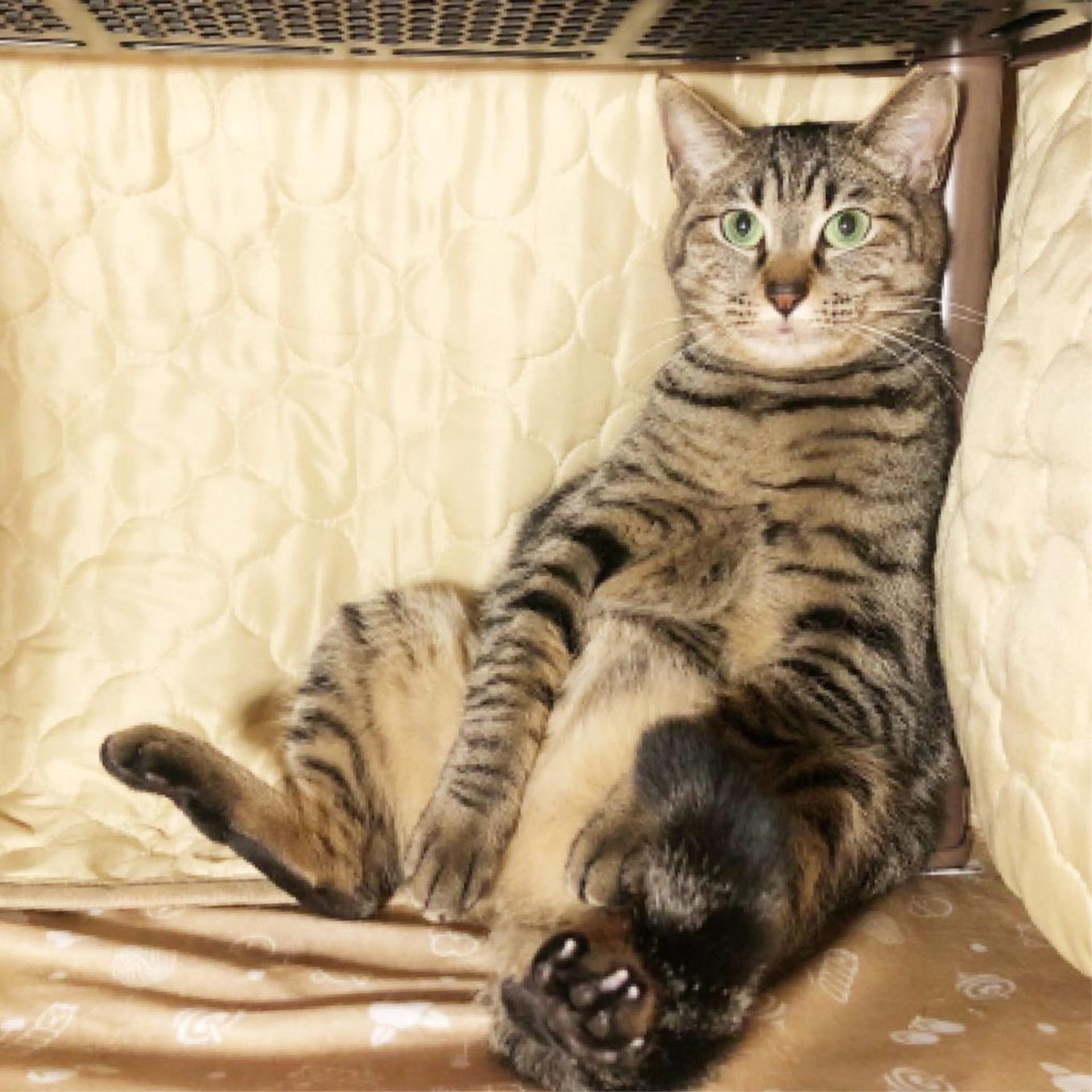pet-image-6