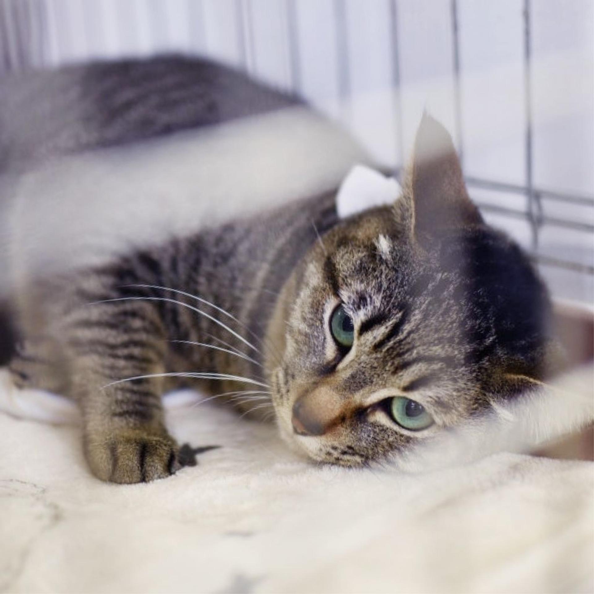 pet-image-8