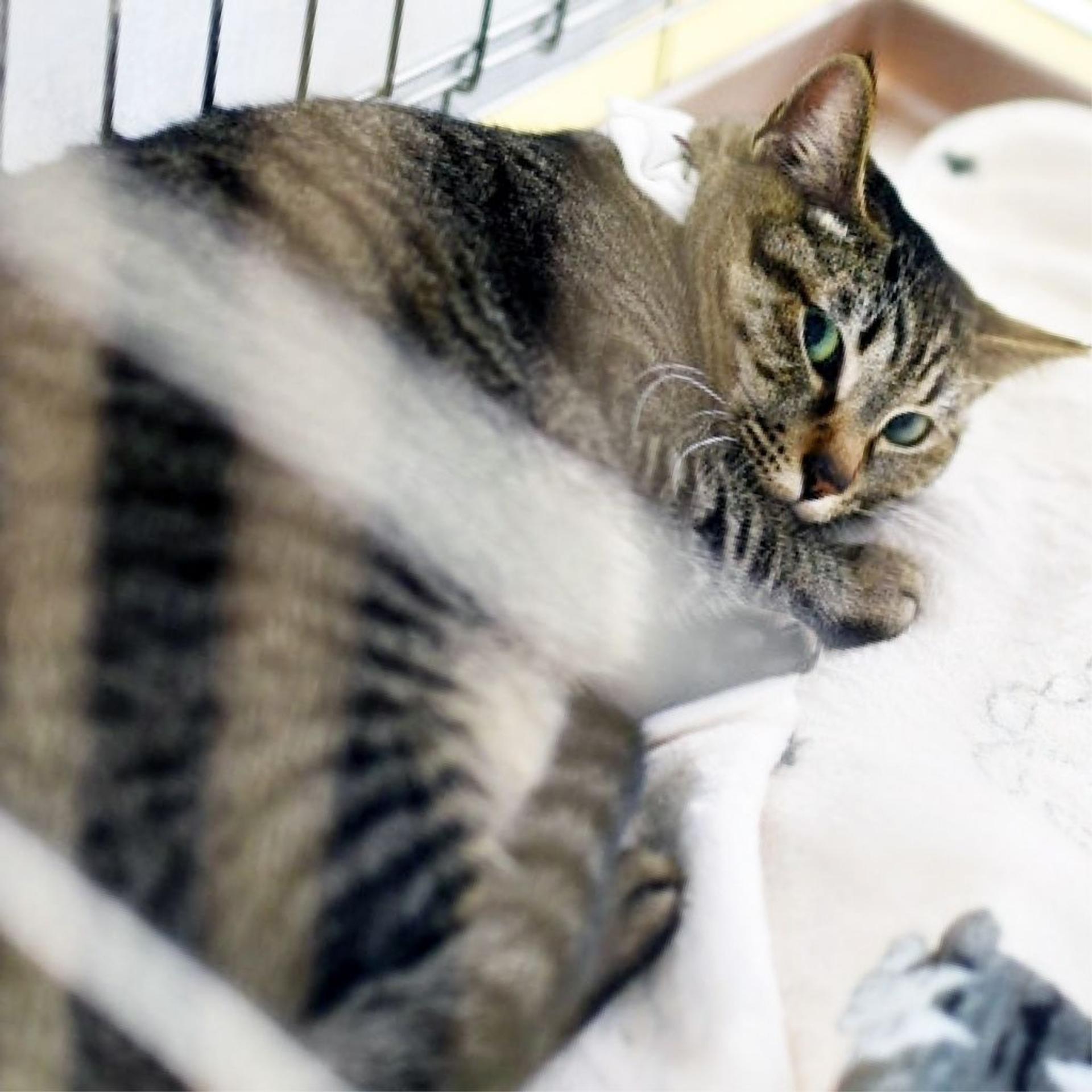 pet-image-9
