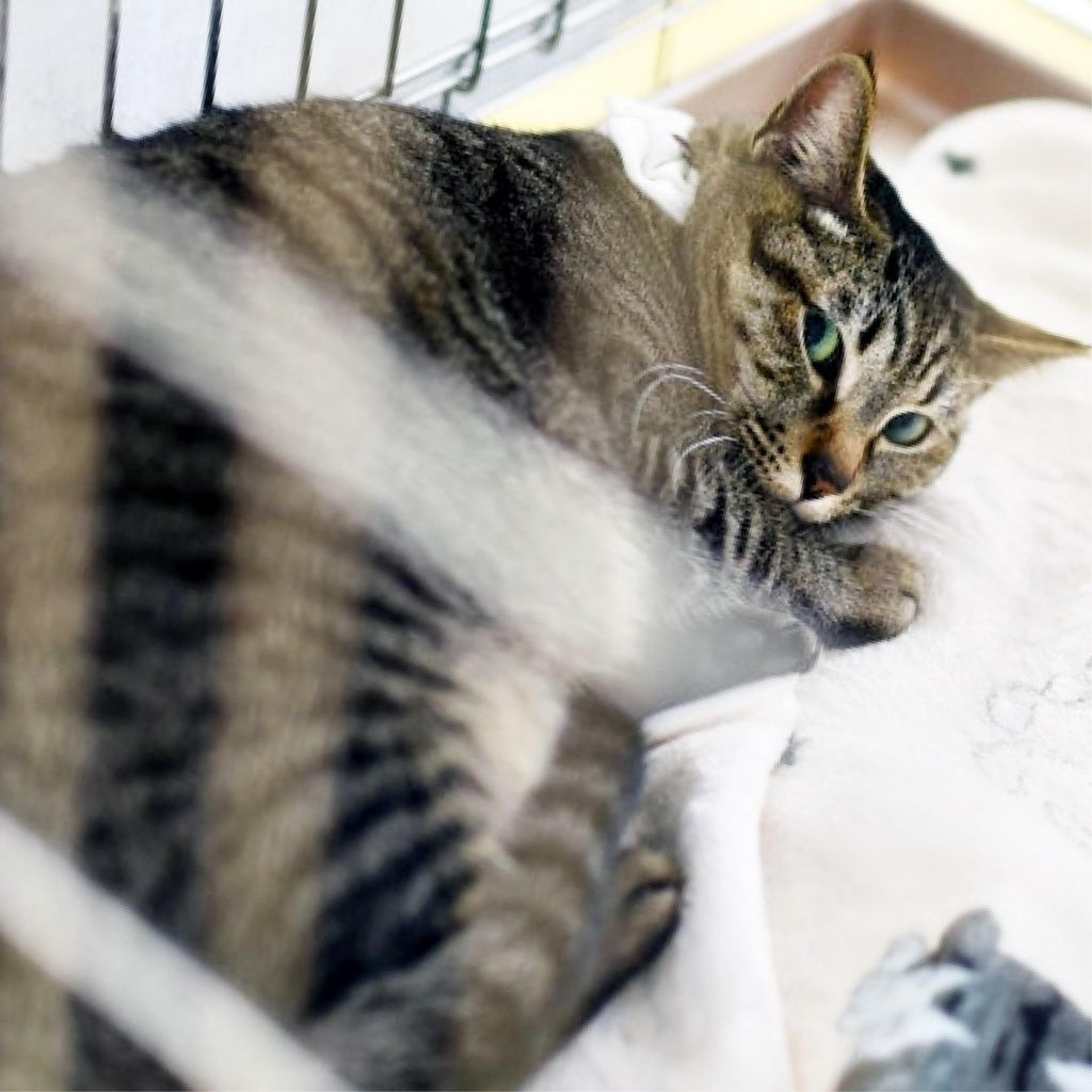 pet-image-9