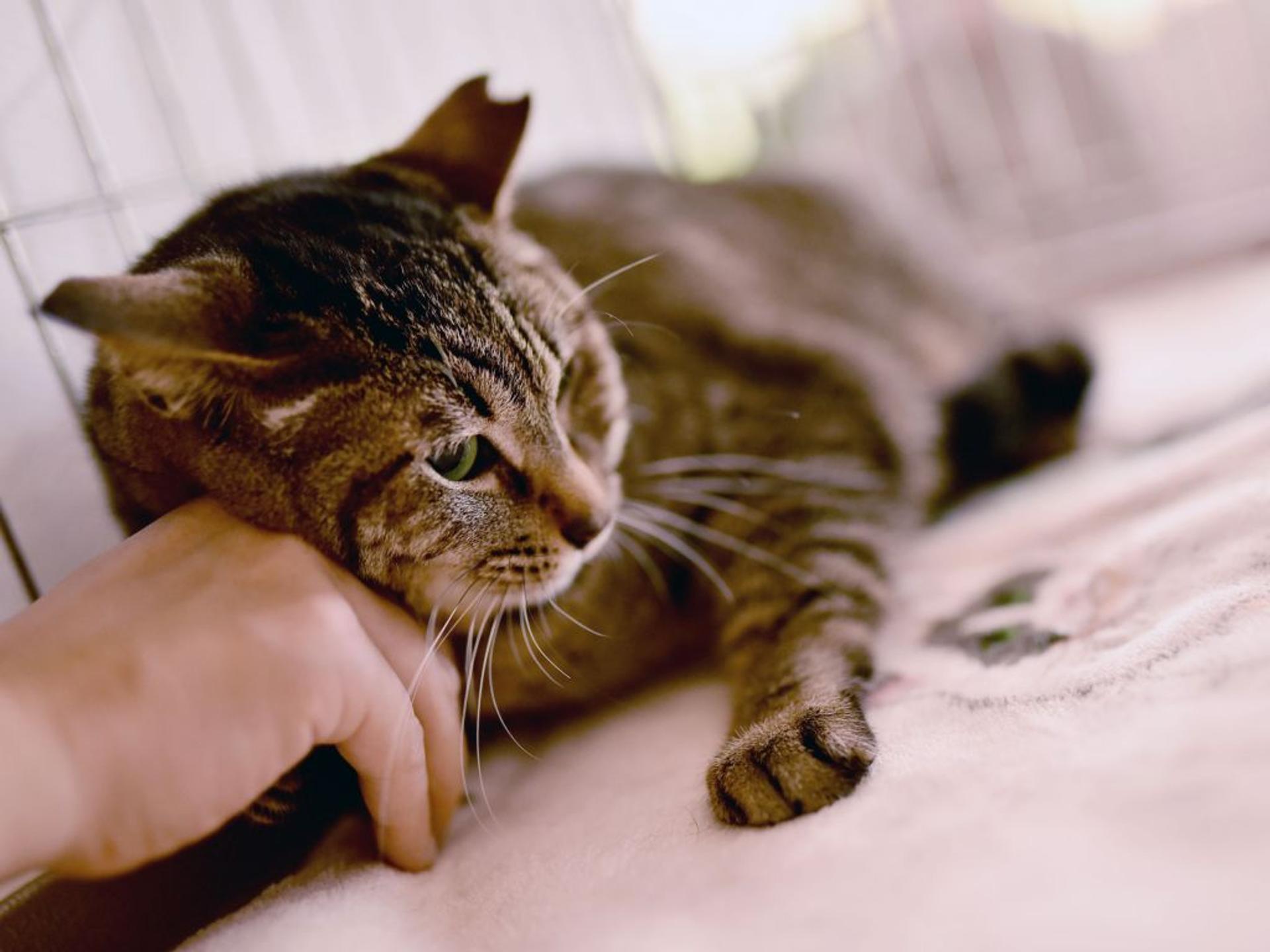 pet-image-5