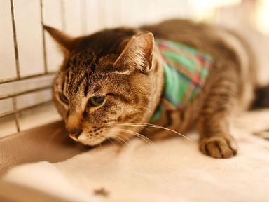 雑種（ミックス猫）・メスの里親募集の写真