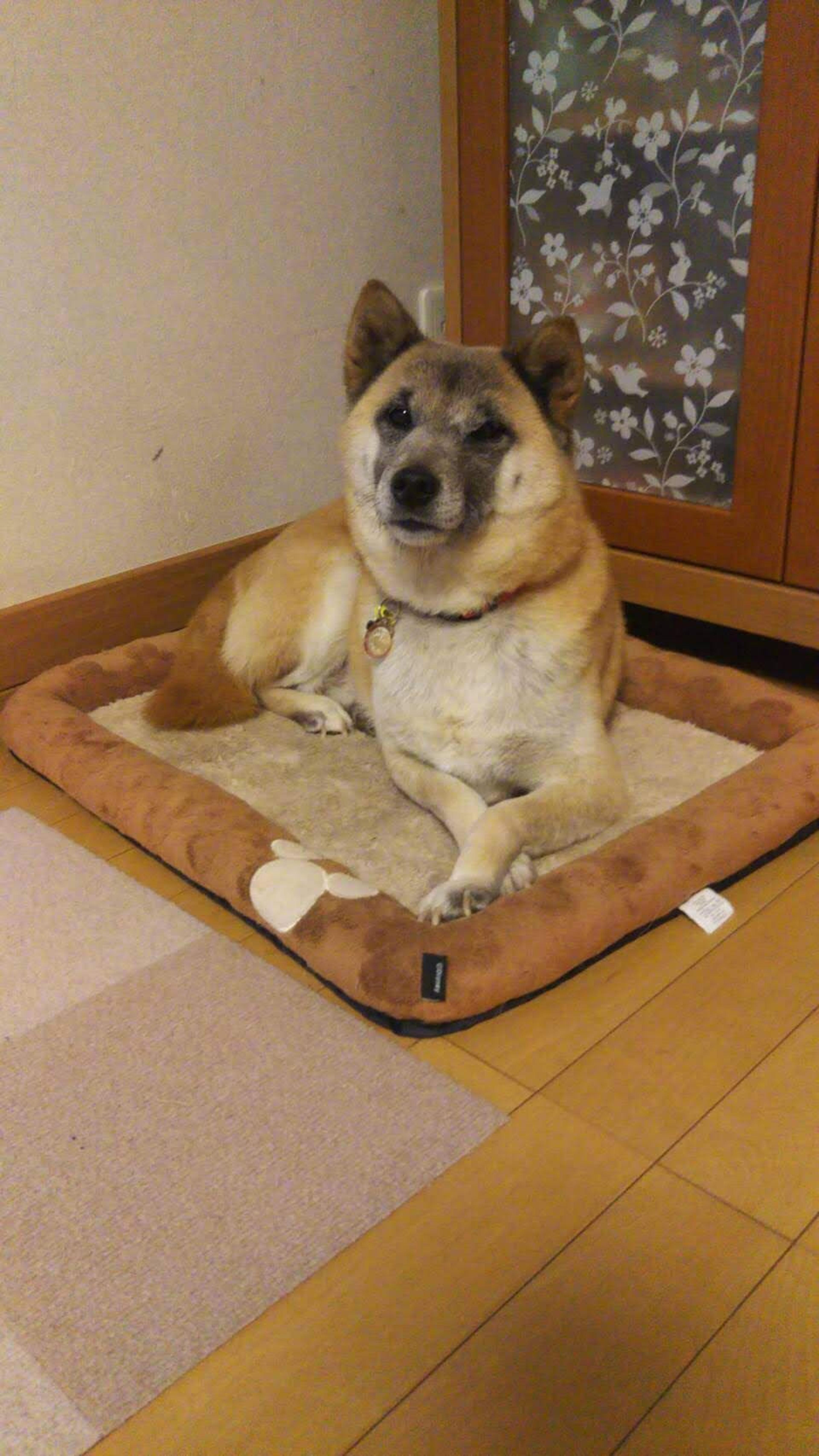 pet-image-3