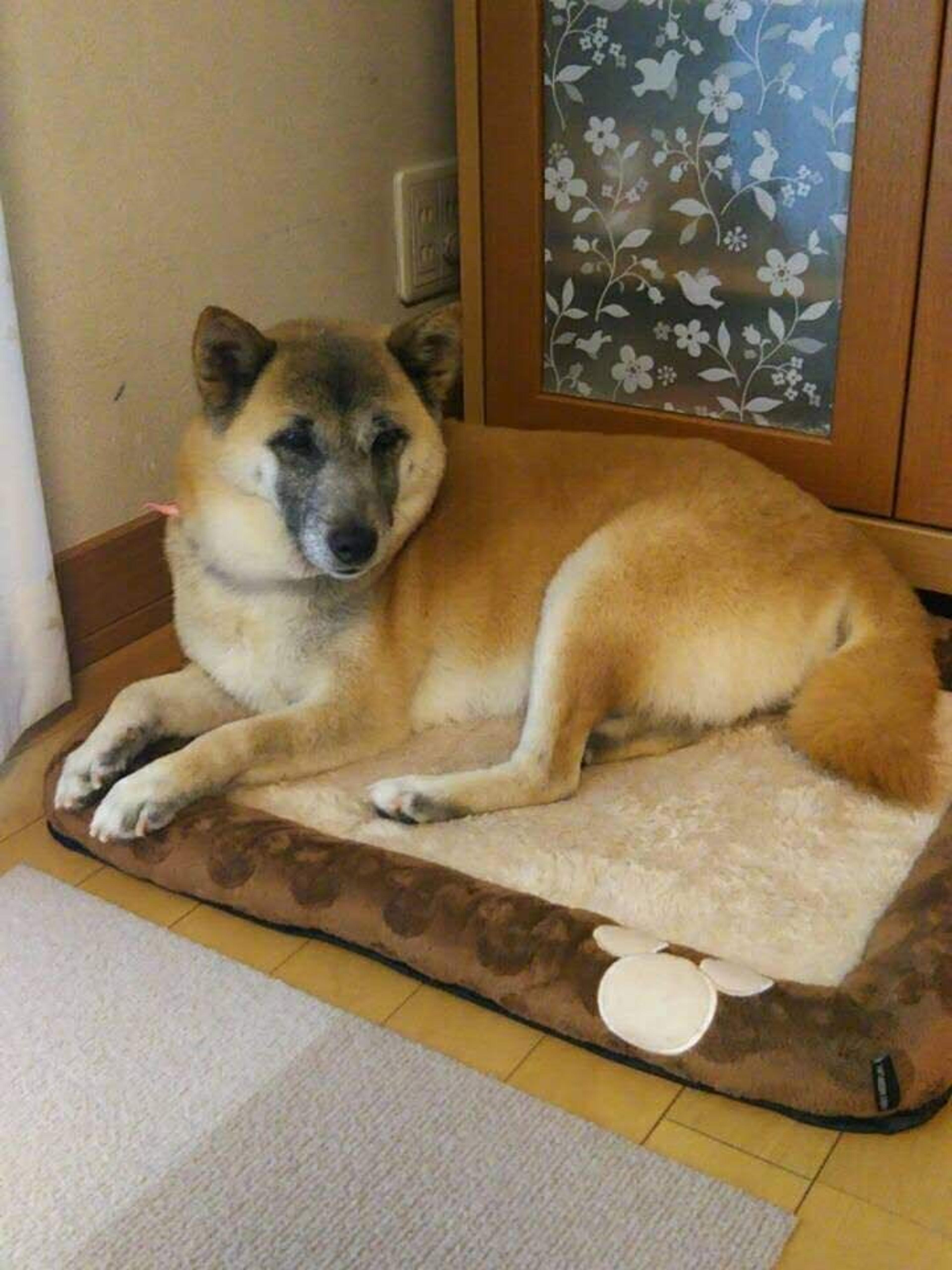 pet-image-4