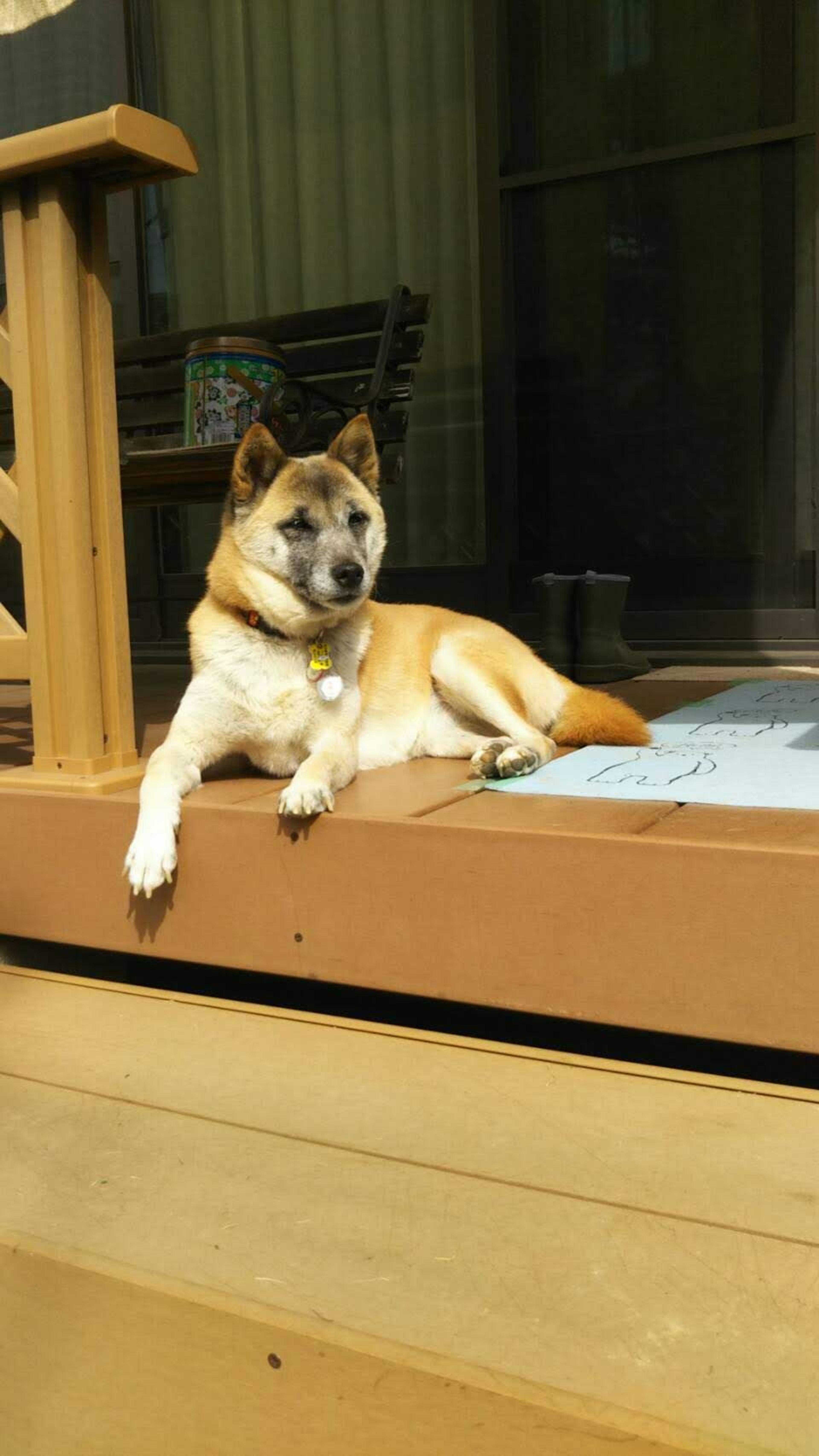 pet-image-5