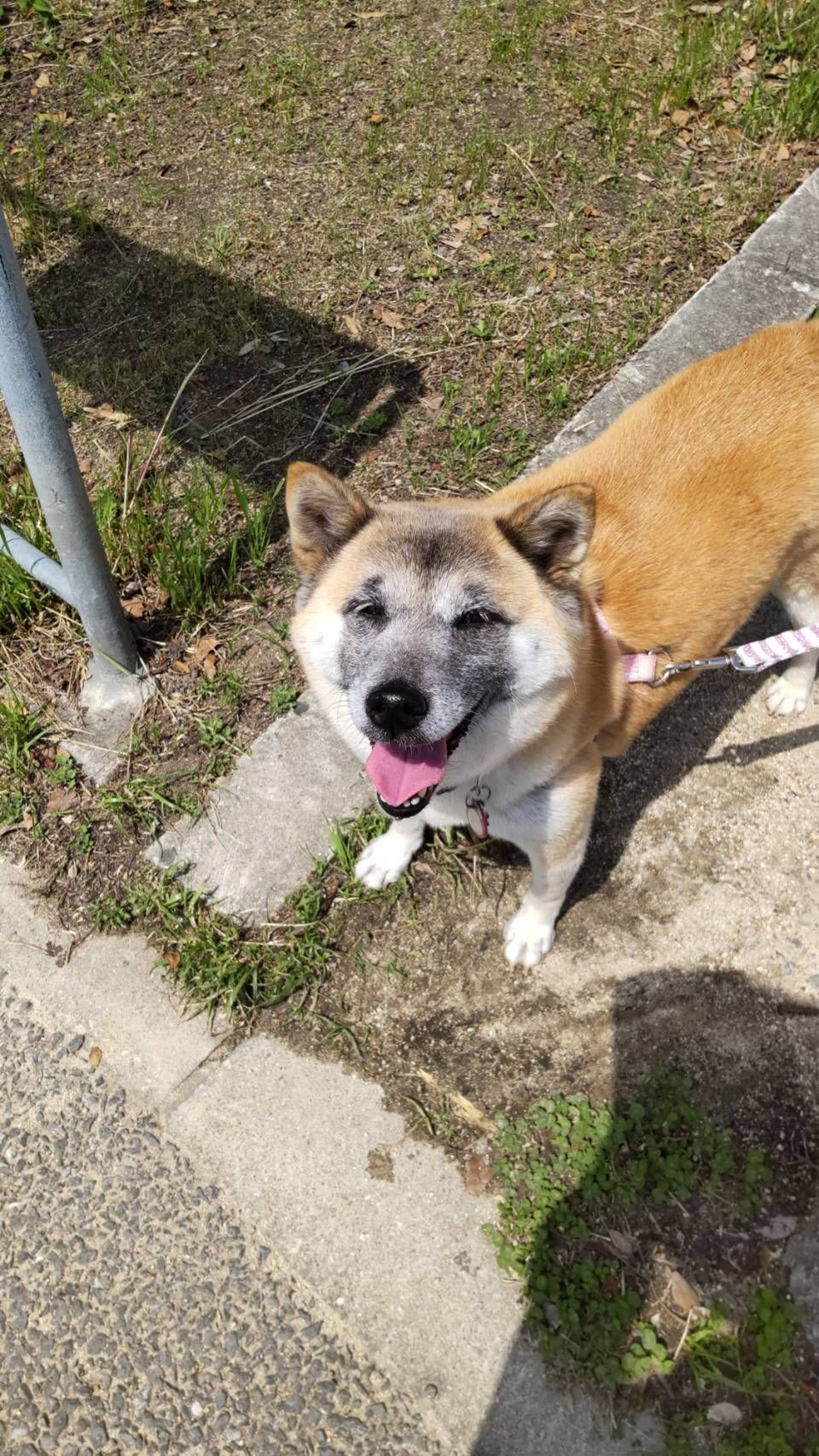 柴犬・メスの里親募集の写真
