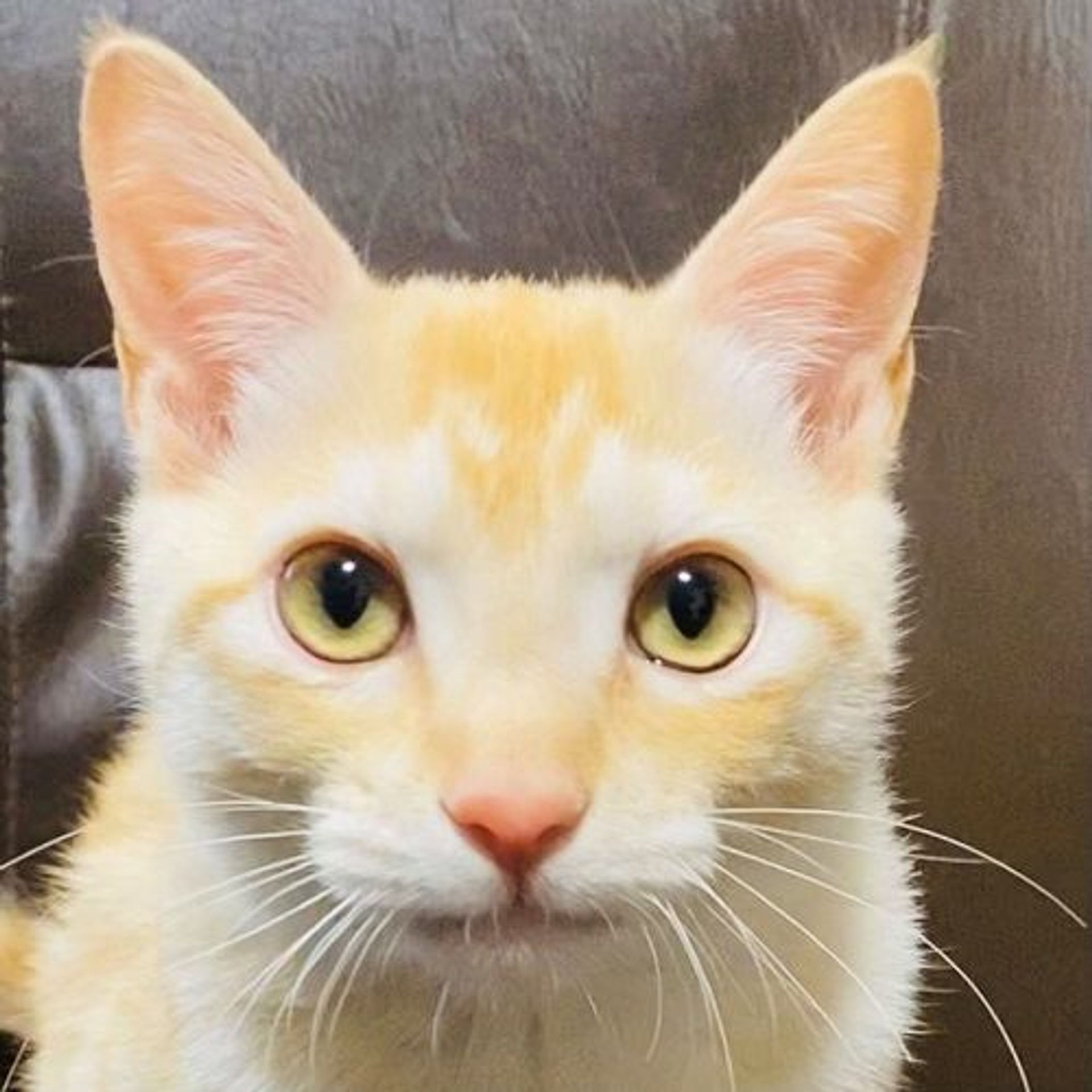 雑種（ミックス猫）・オスの里親募集の写真