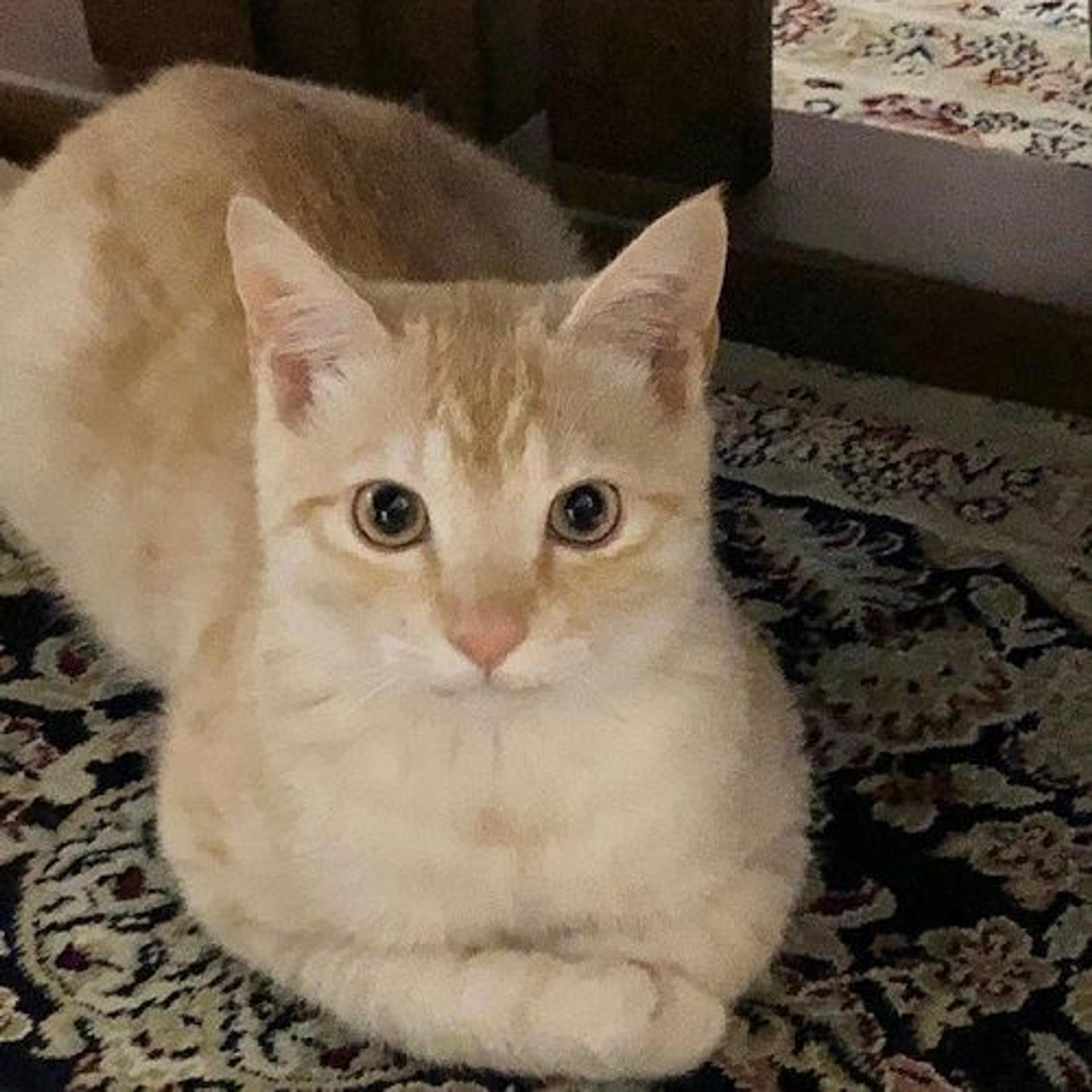 pet-image-2