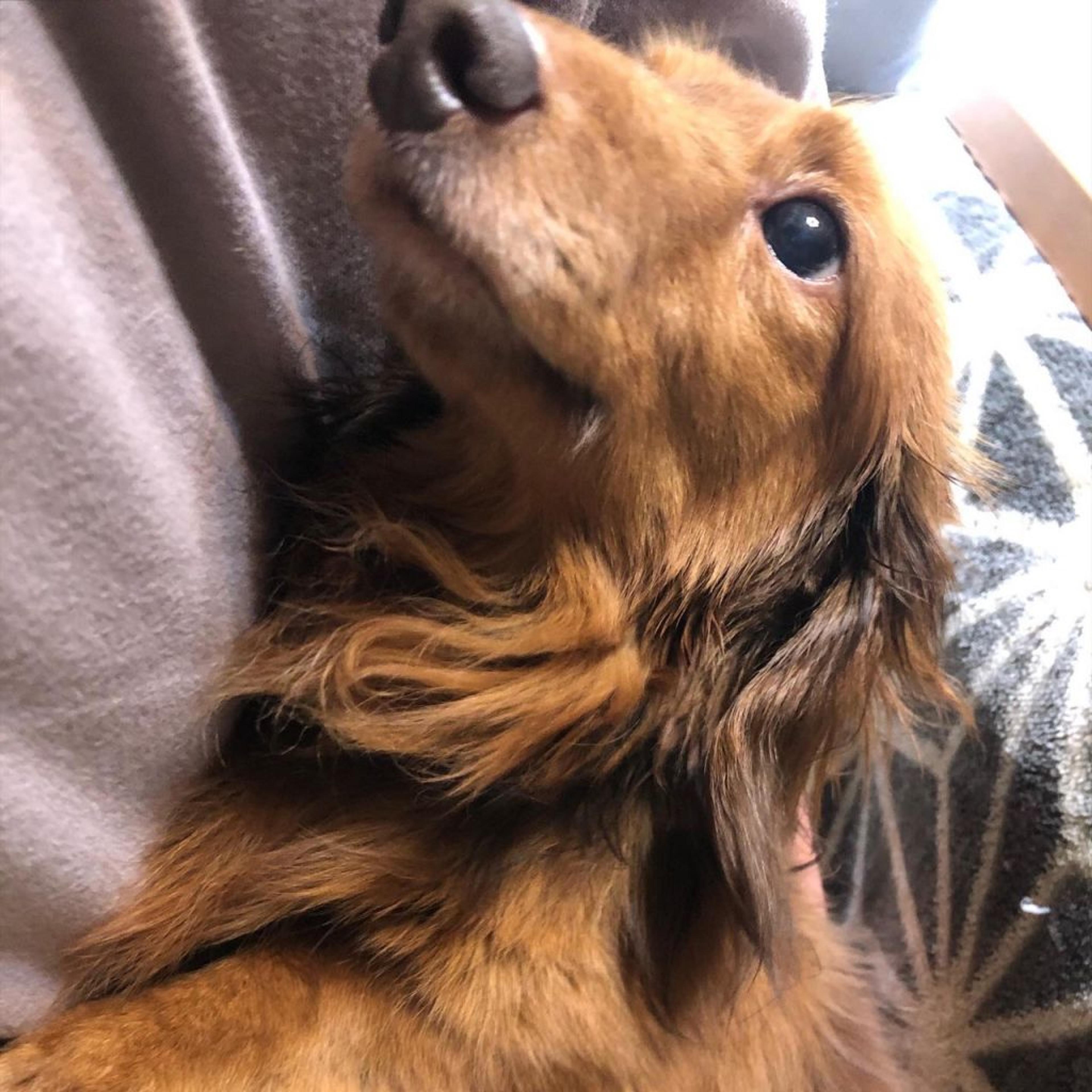 pet-image-3