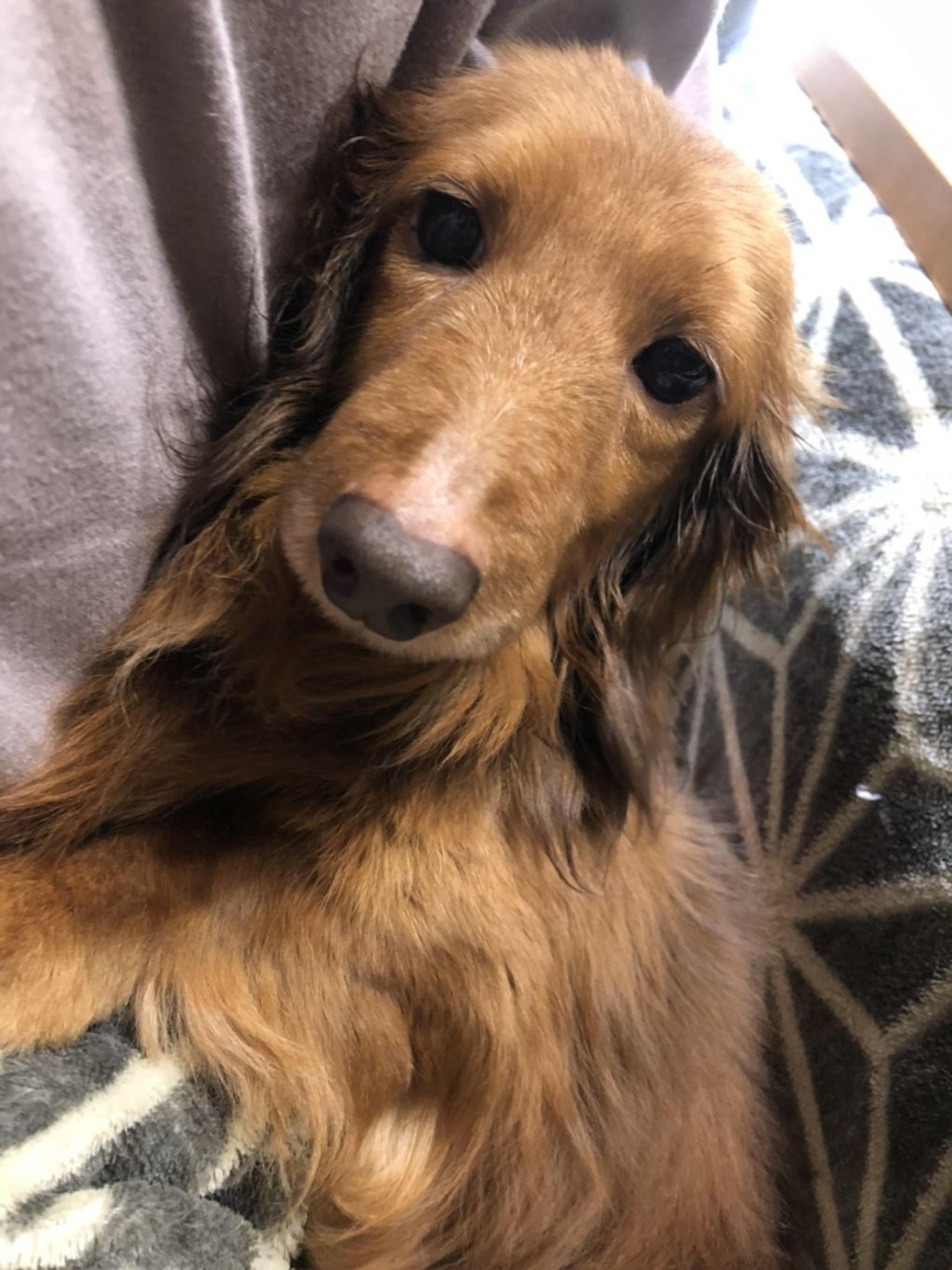 pet-image-4