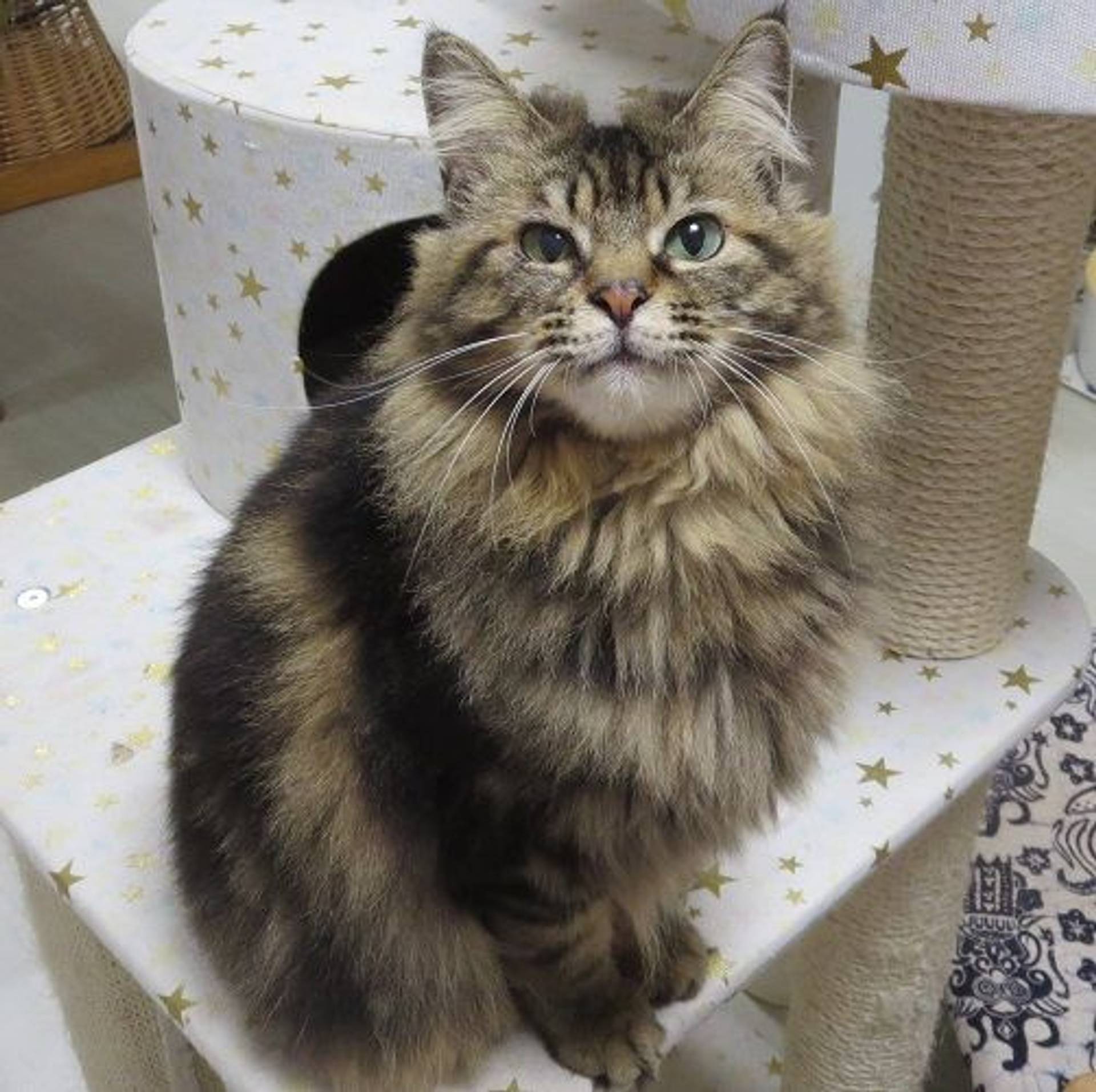 雑種（ミックス猫）・メスの里親募集の写真