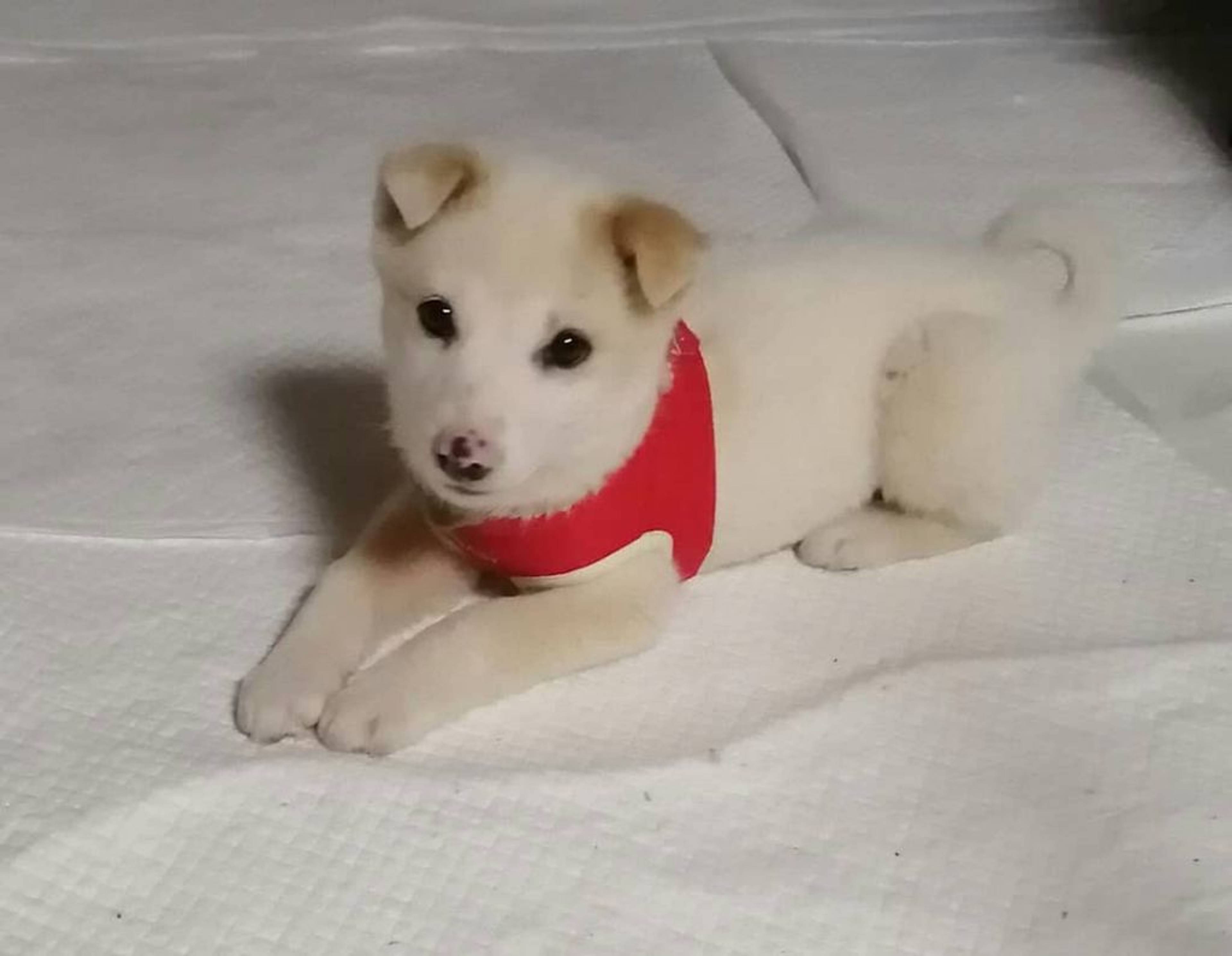 雑種（ミックス犬）・オスの里親募集の写真