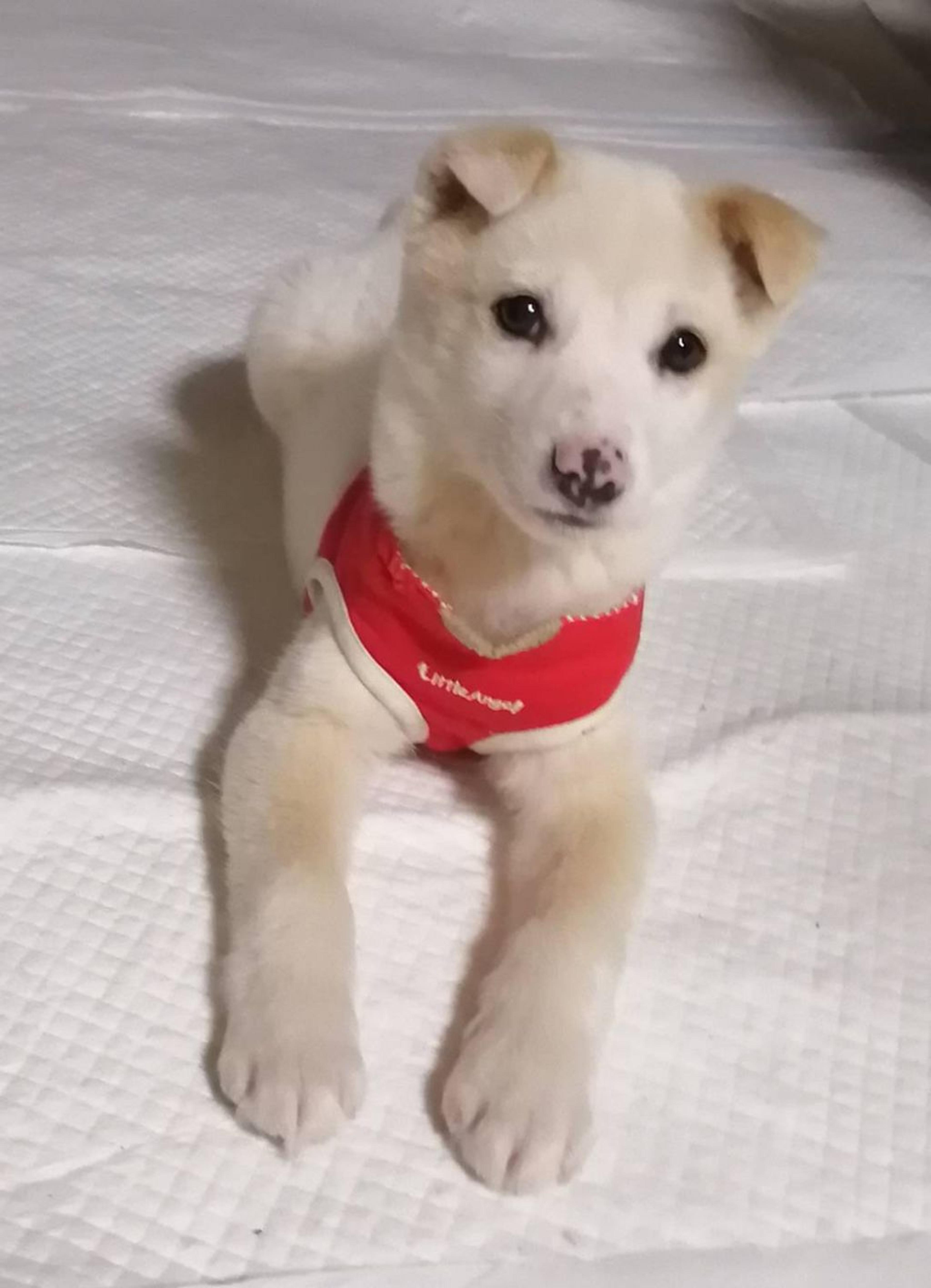 pet-image-2