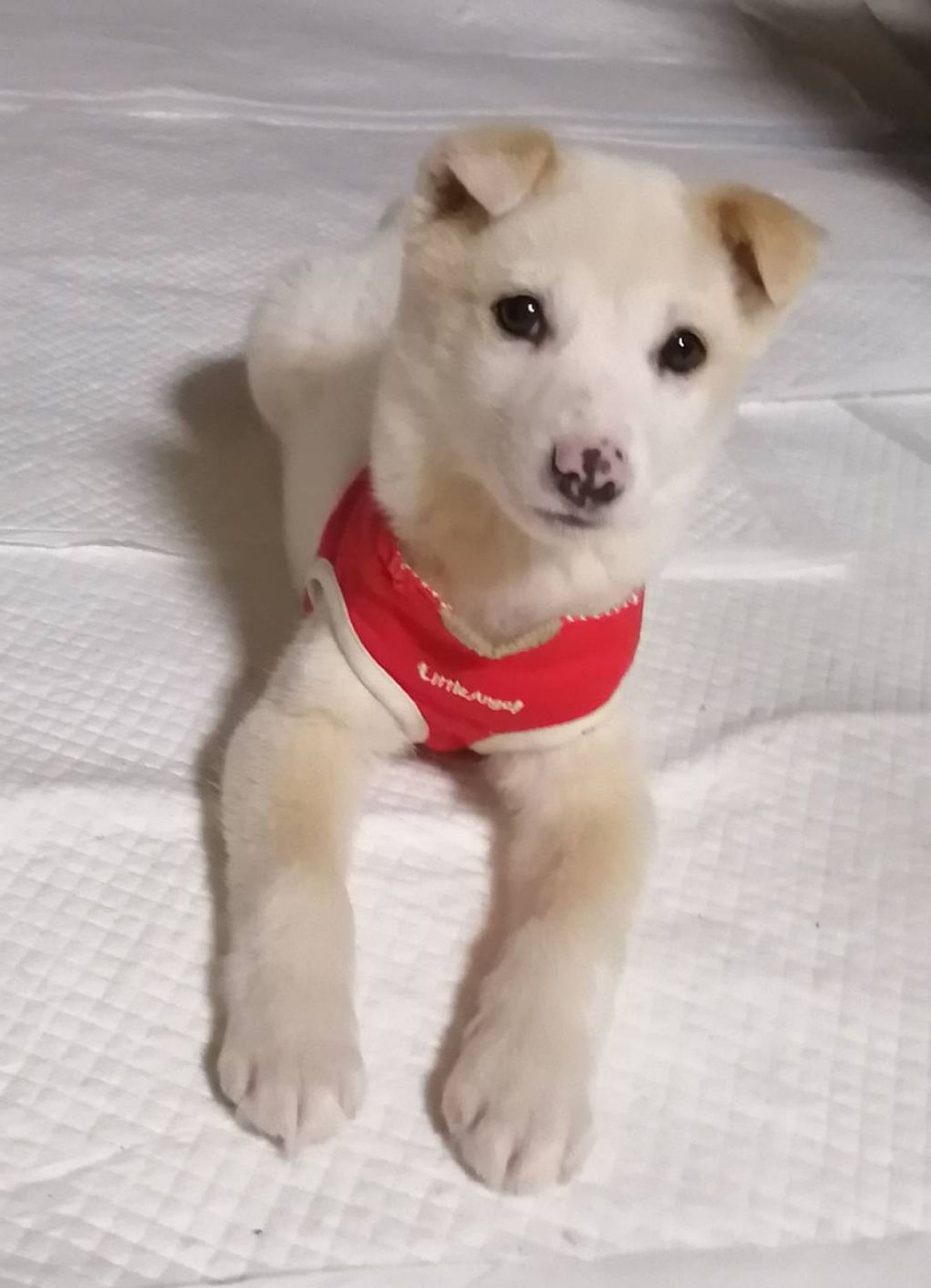 pet-image-2