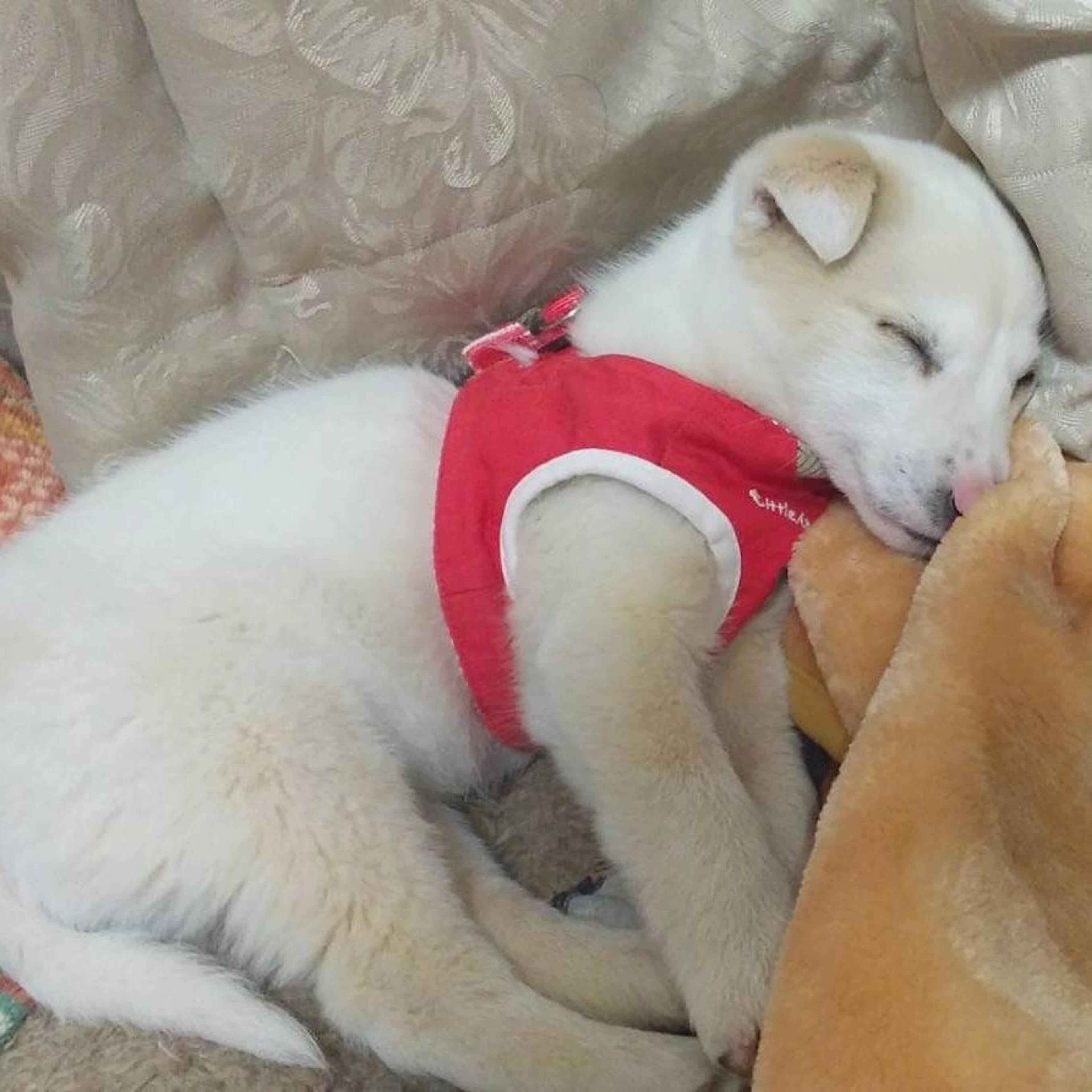 pet-image-3