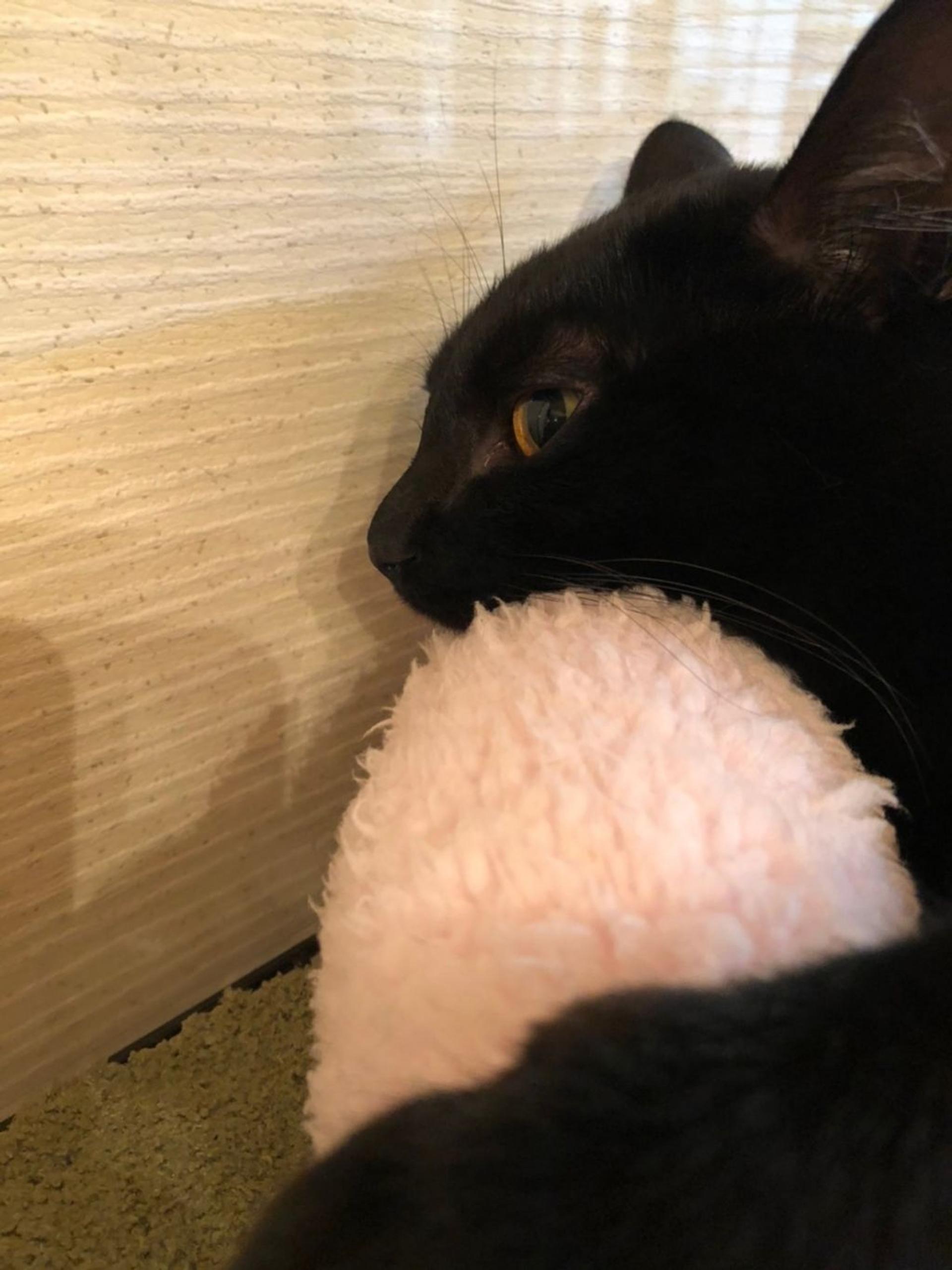 pet-image-4