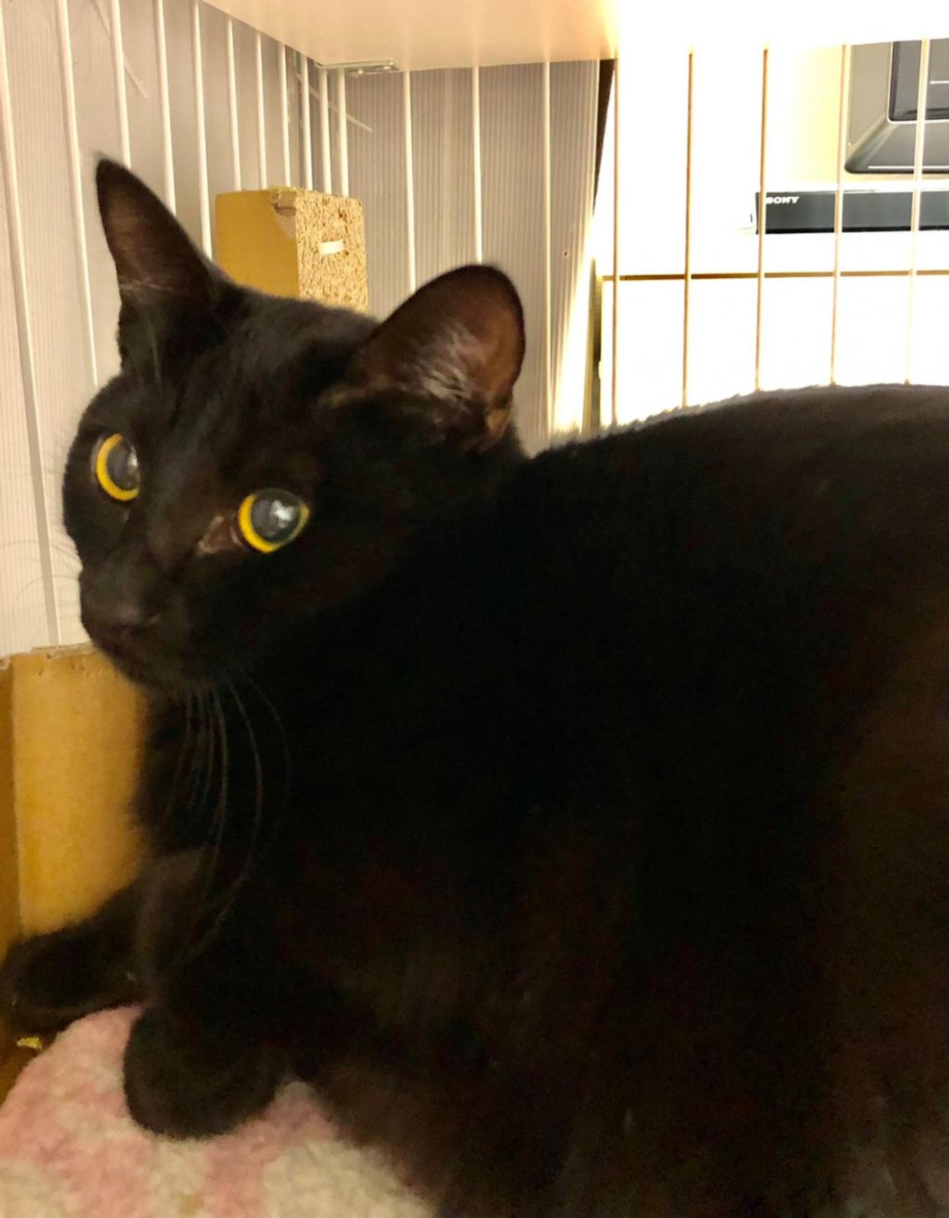 pet-image-6