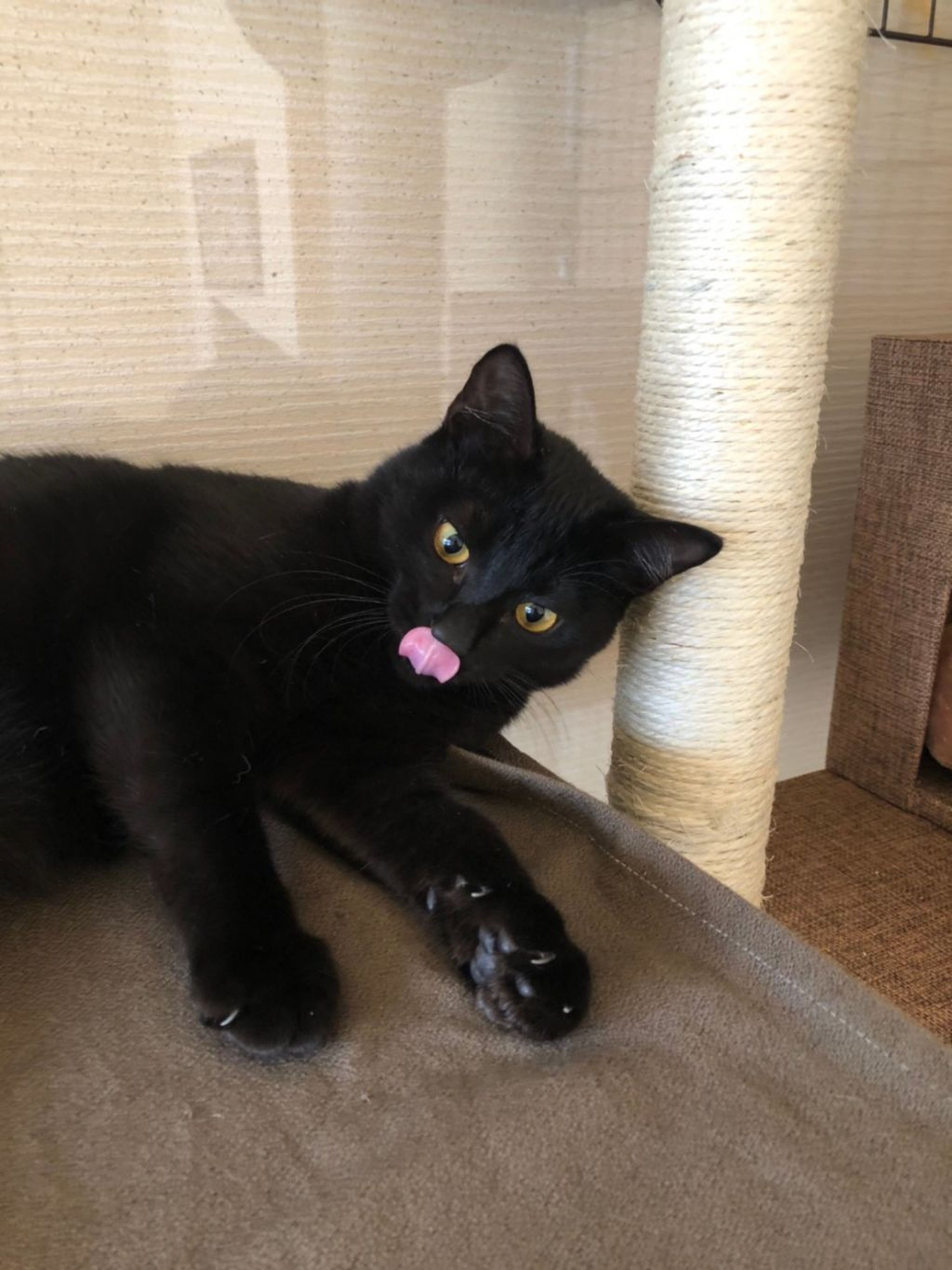 pet-image-8