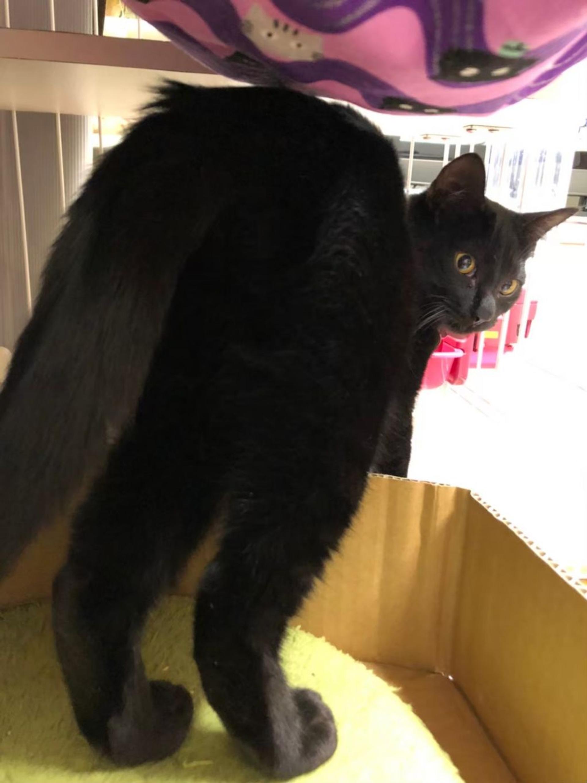 pet-image-9