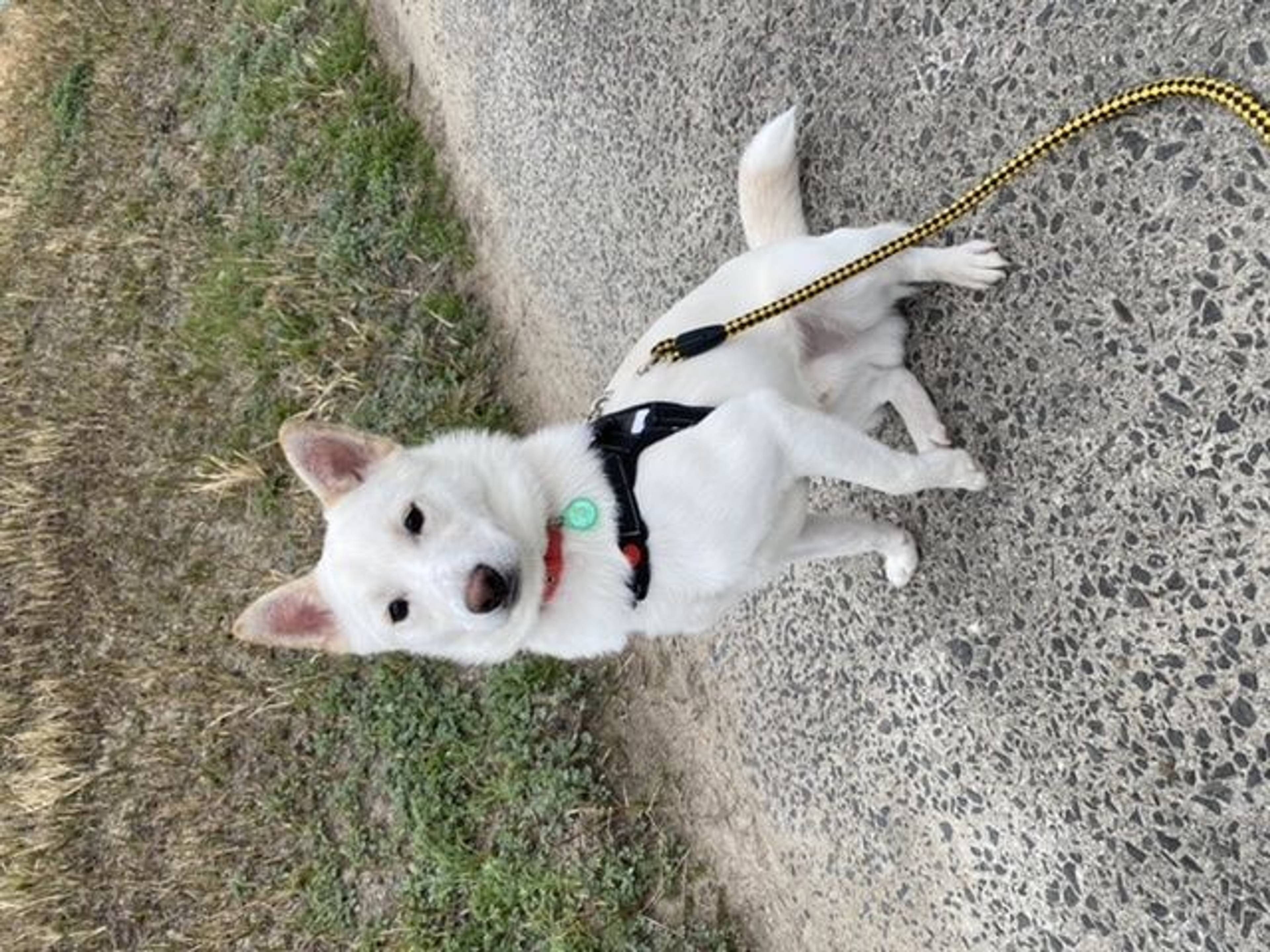 雑種（ミックス犬）・オスの里親募集の写真