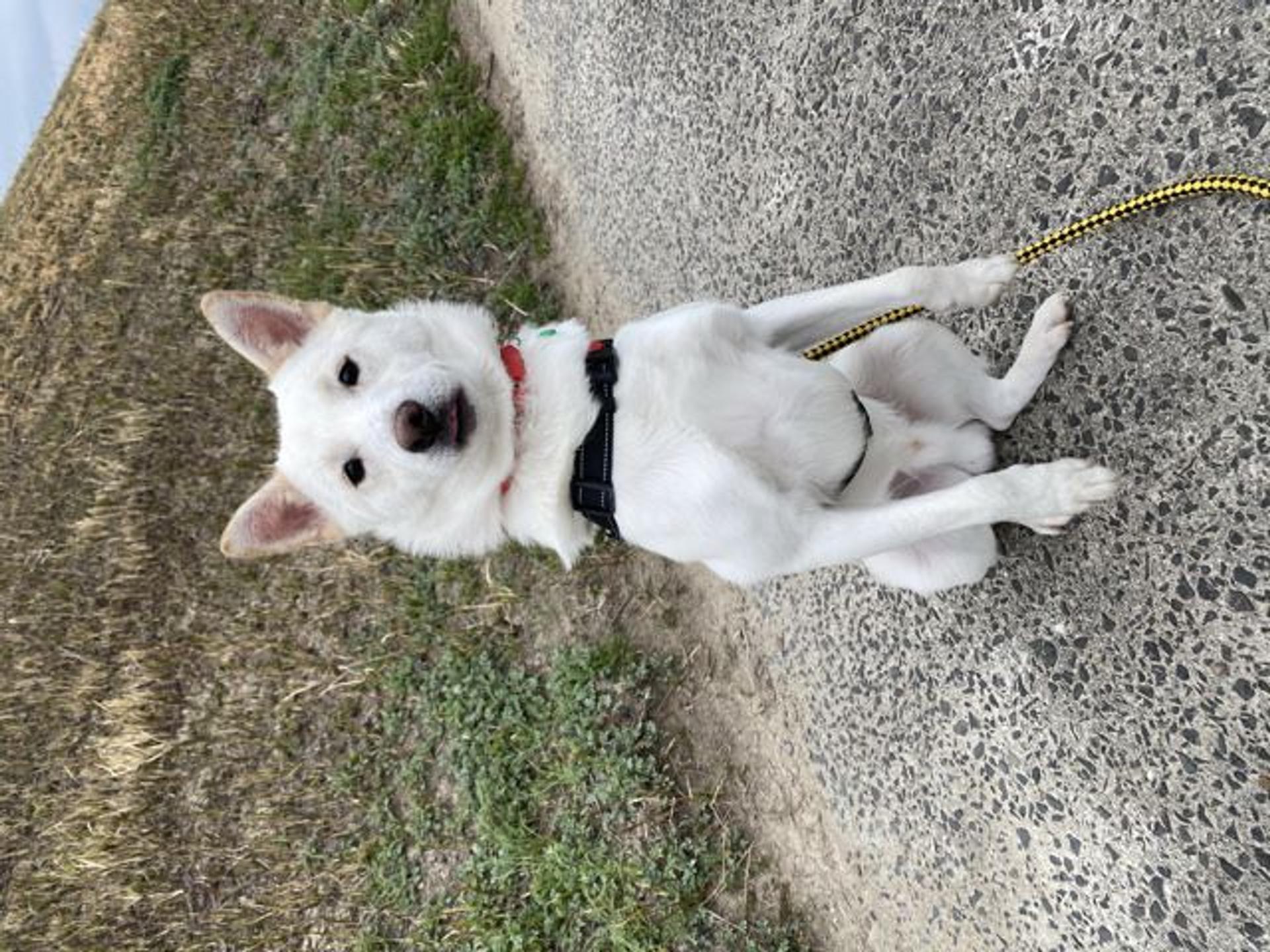 pet-image-2