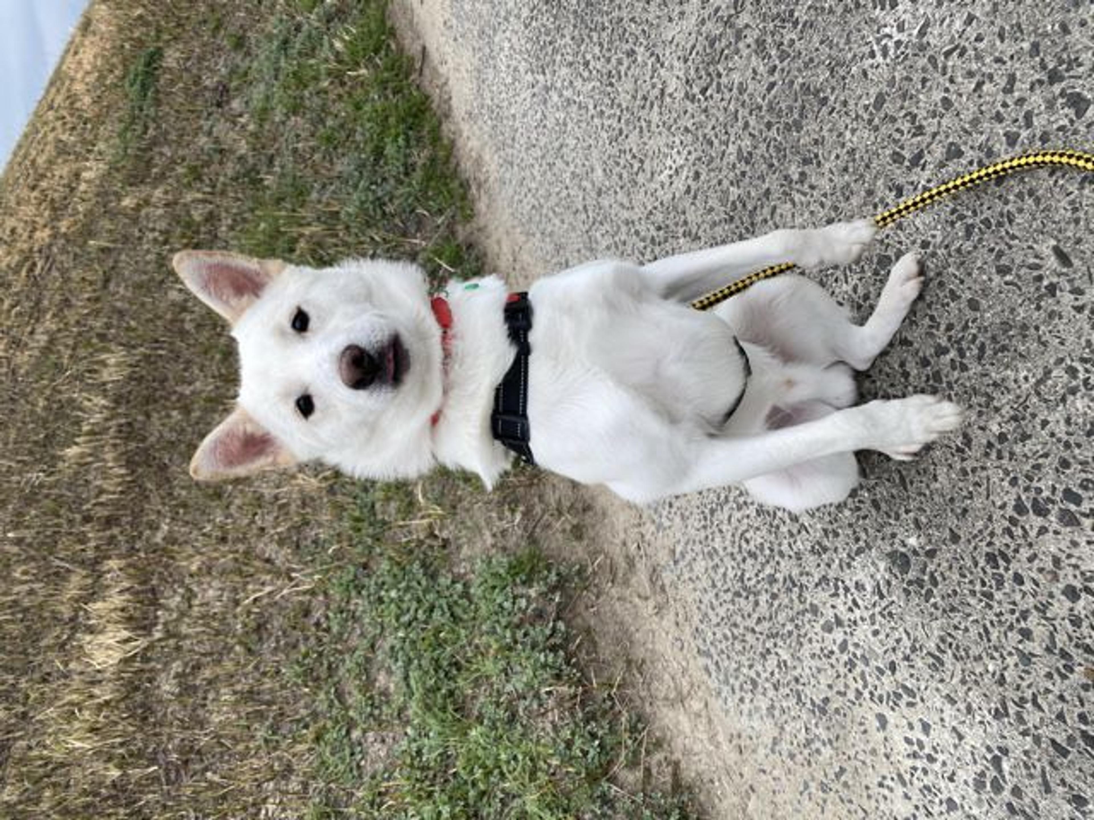 pet-image-2