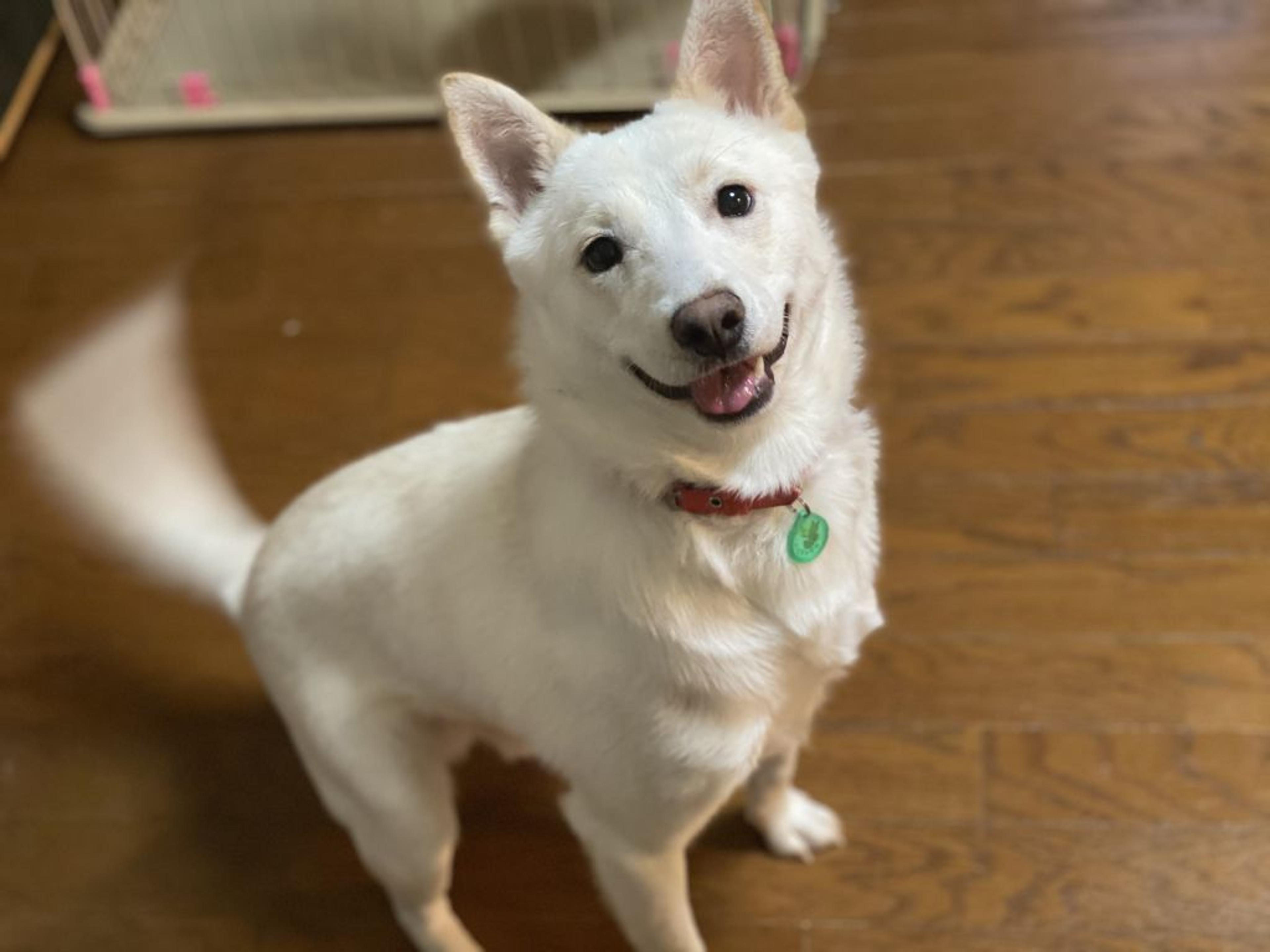 pet-image-4