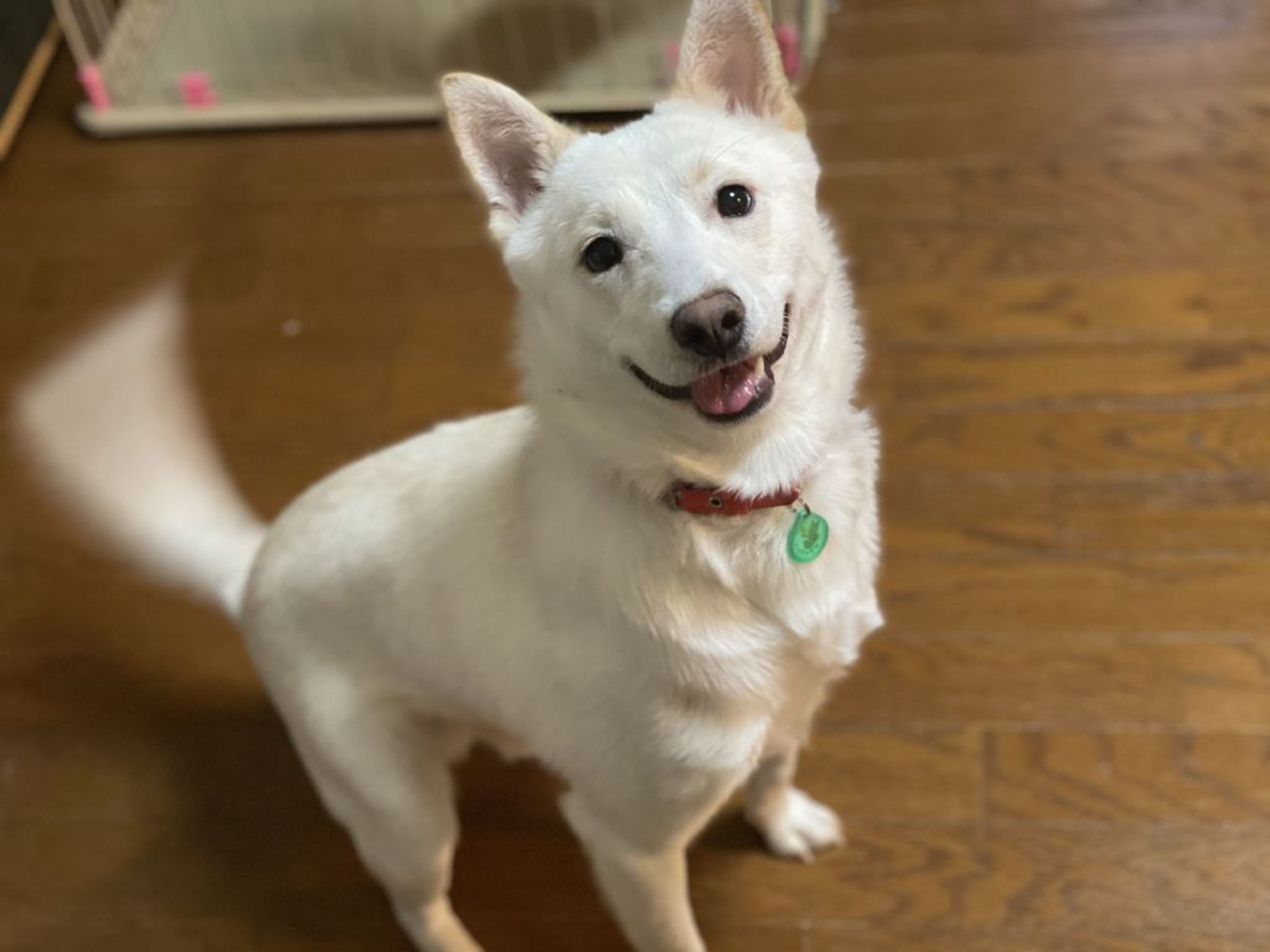 pet-image-4