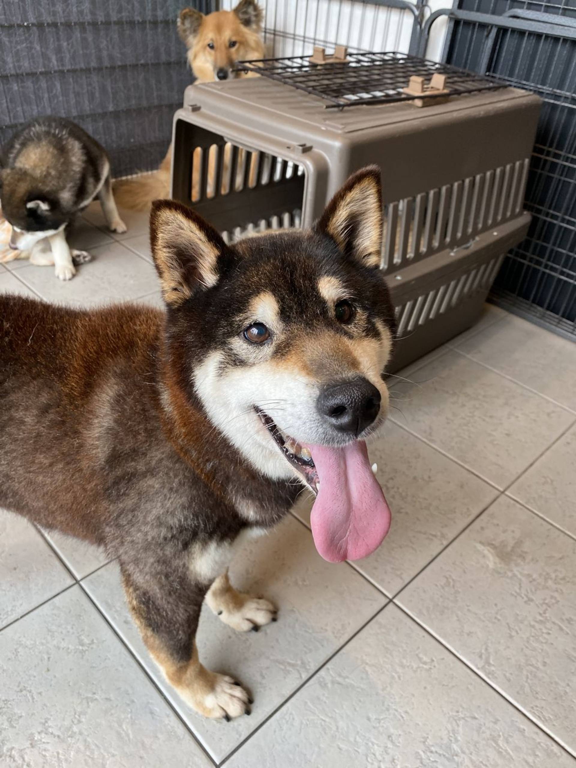 柴犬・メスの里親募集の写真