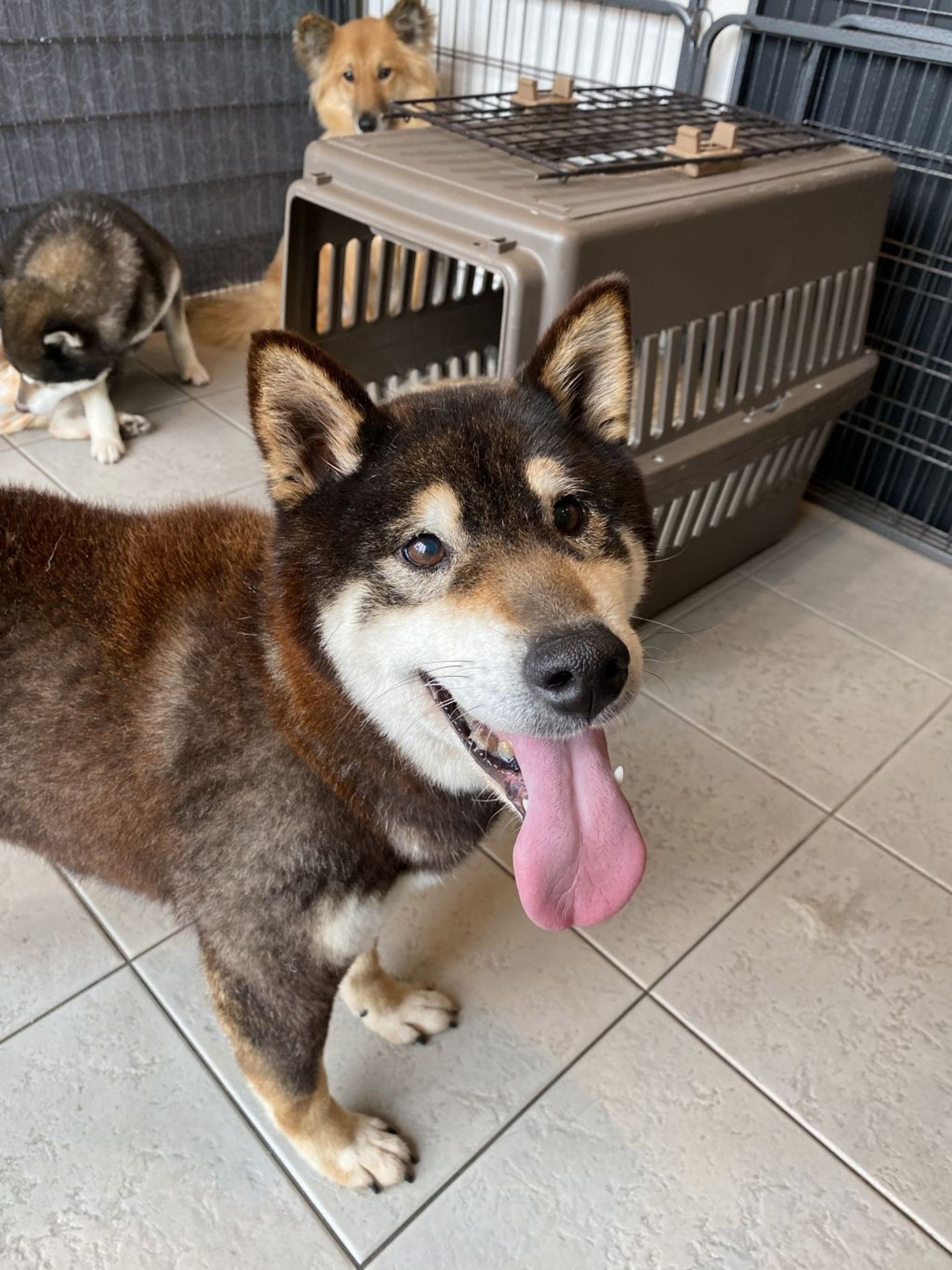 柴犬・メスの里親募集の写真