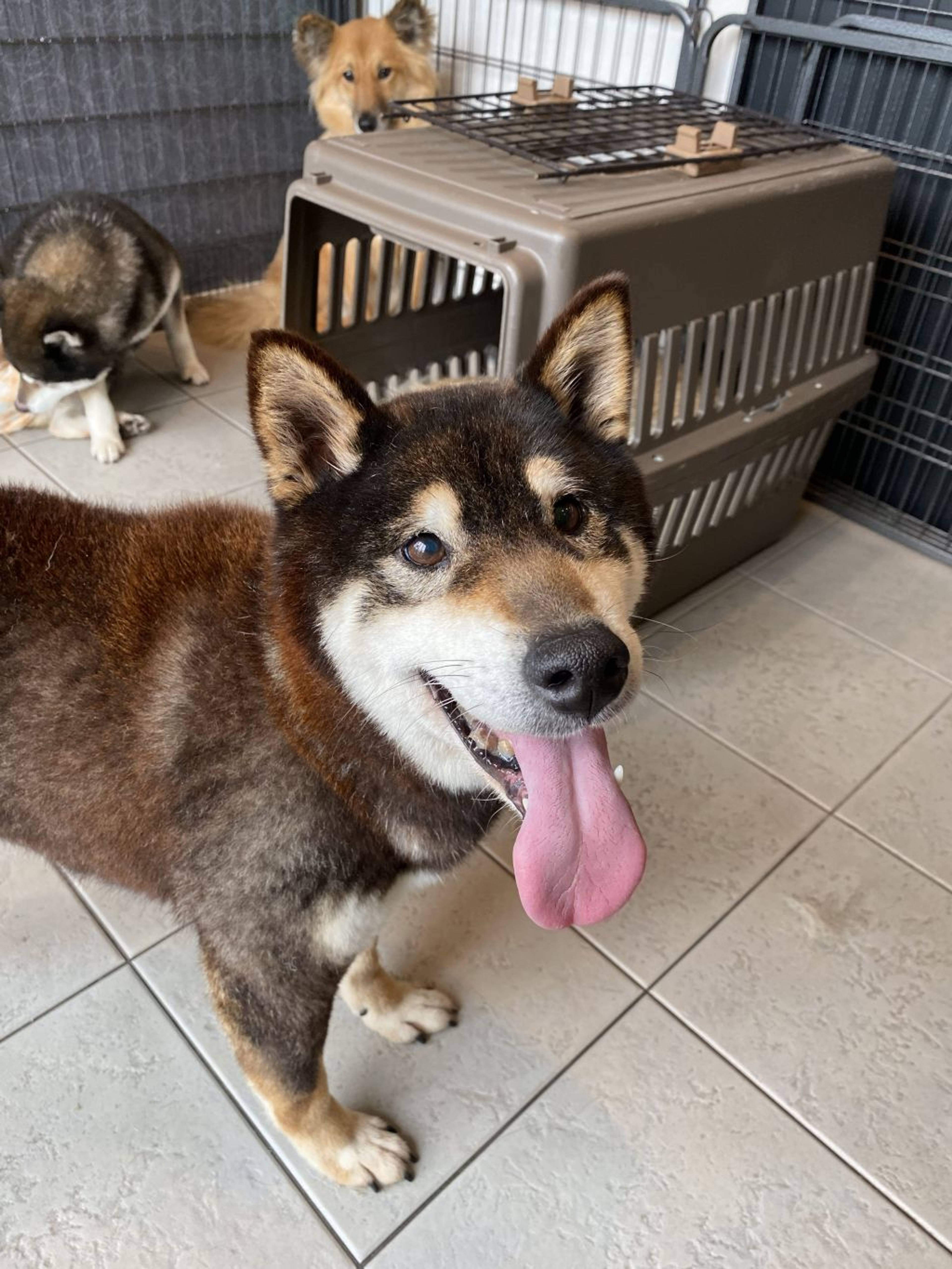 柴犬・メスの里親募集の写真
