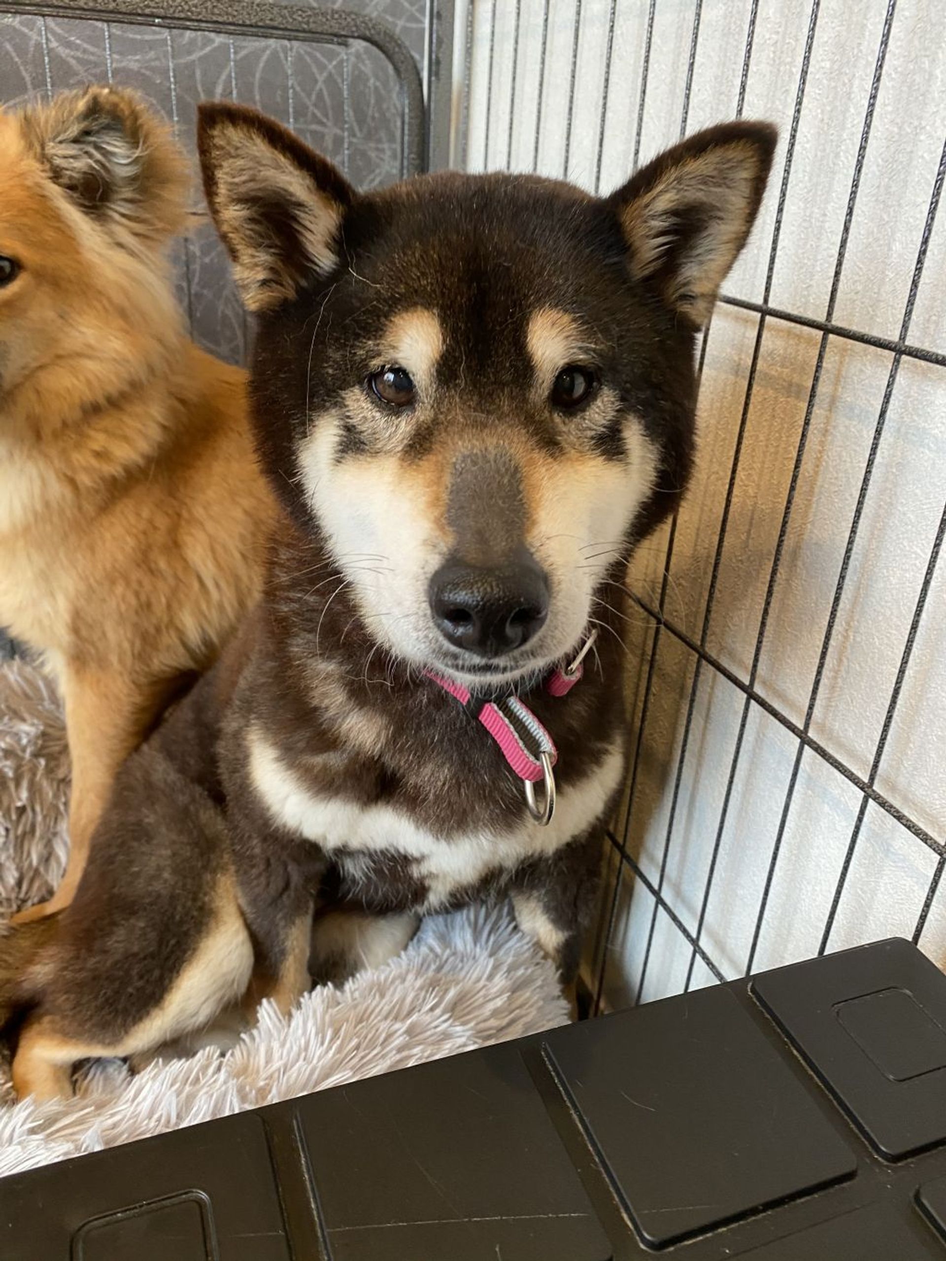 柴犬・メスの里親募集の写真
