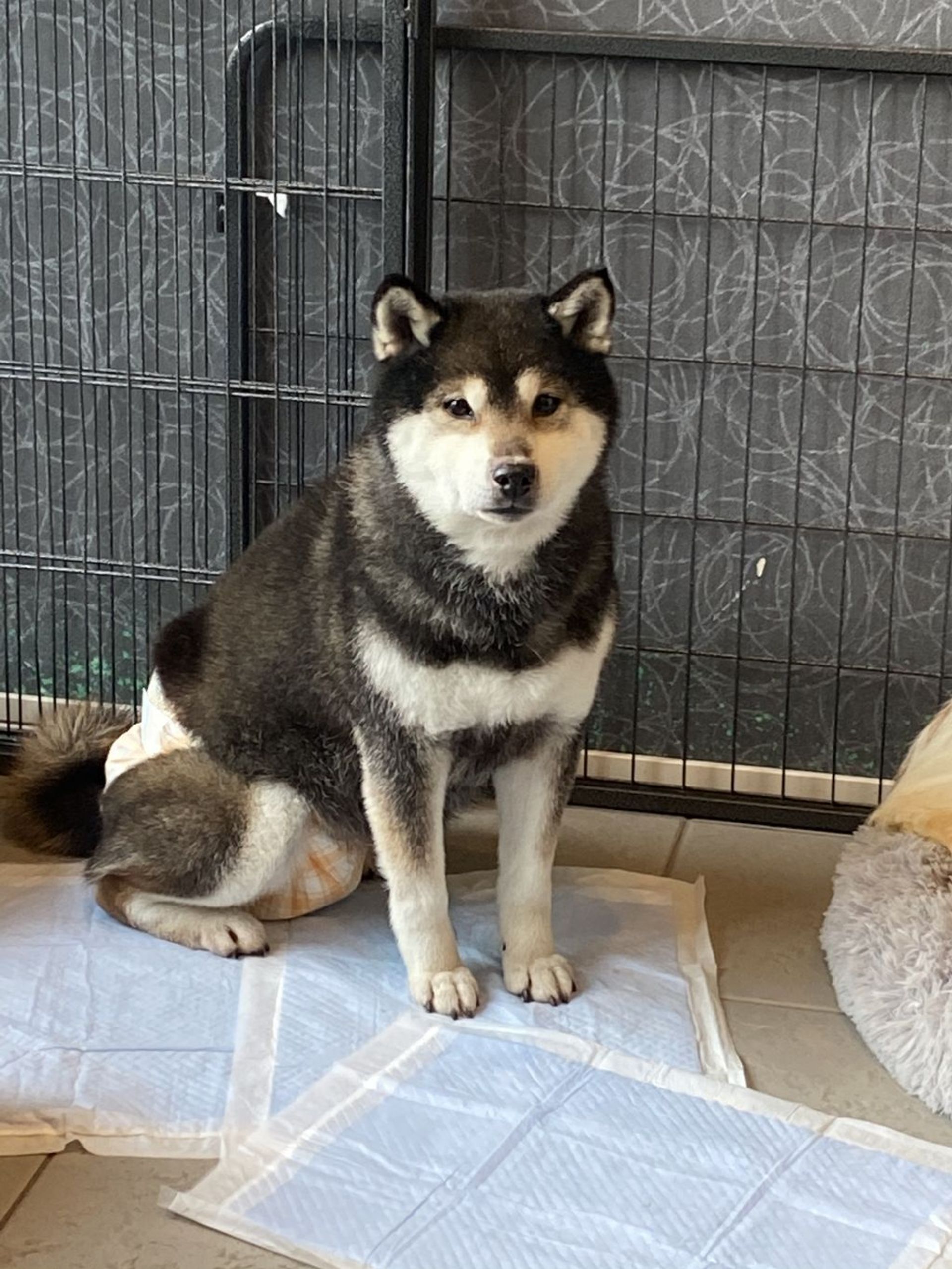柴犬・メスの里親募集の写真
