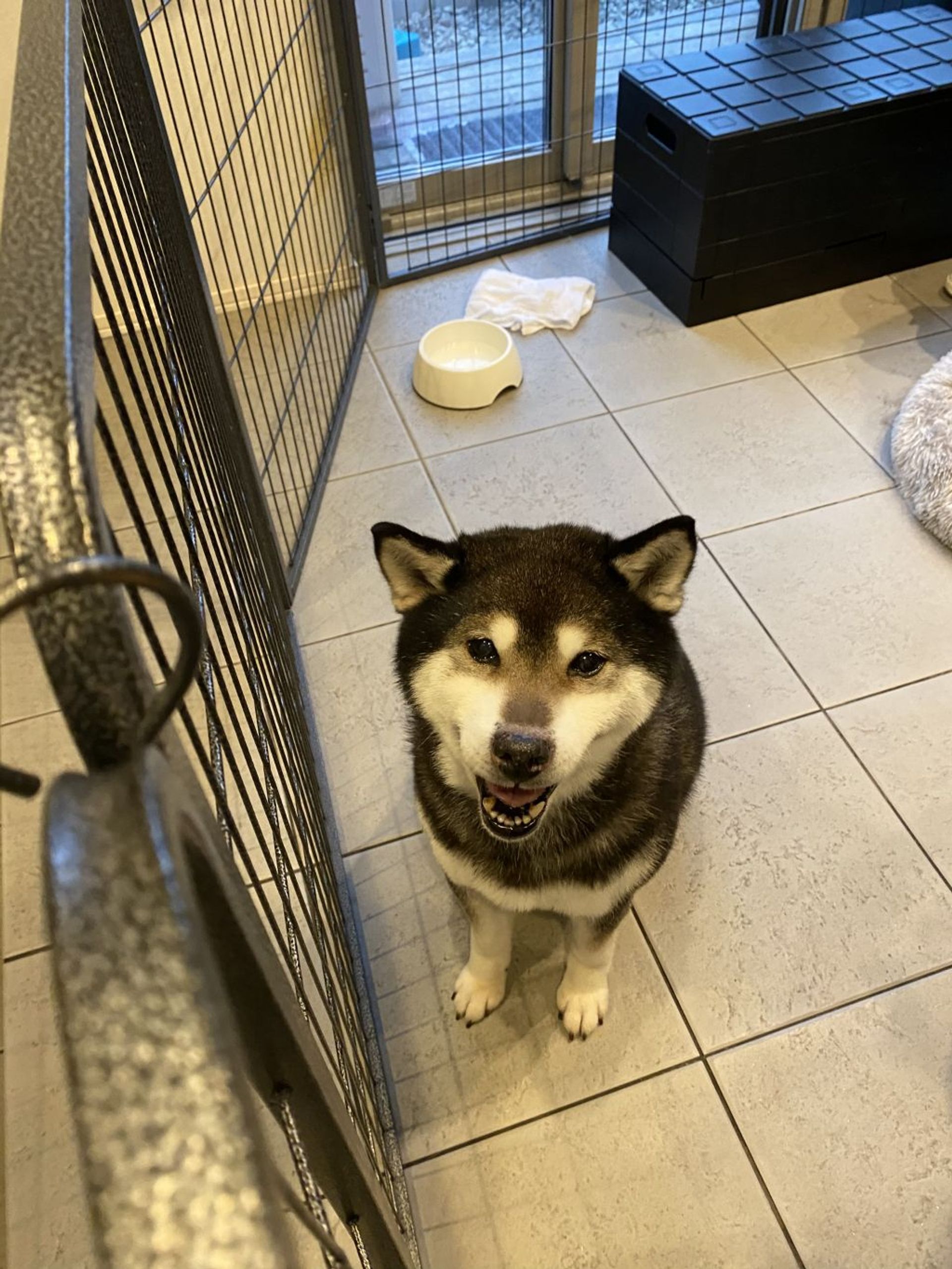 柴犬・メスの里親募集の写真