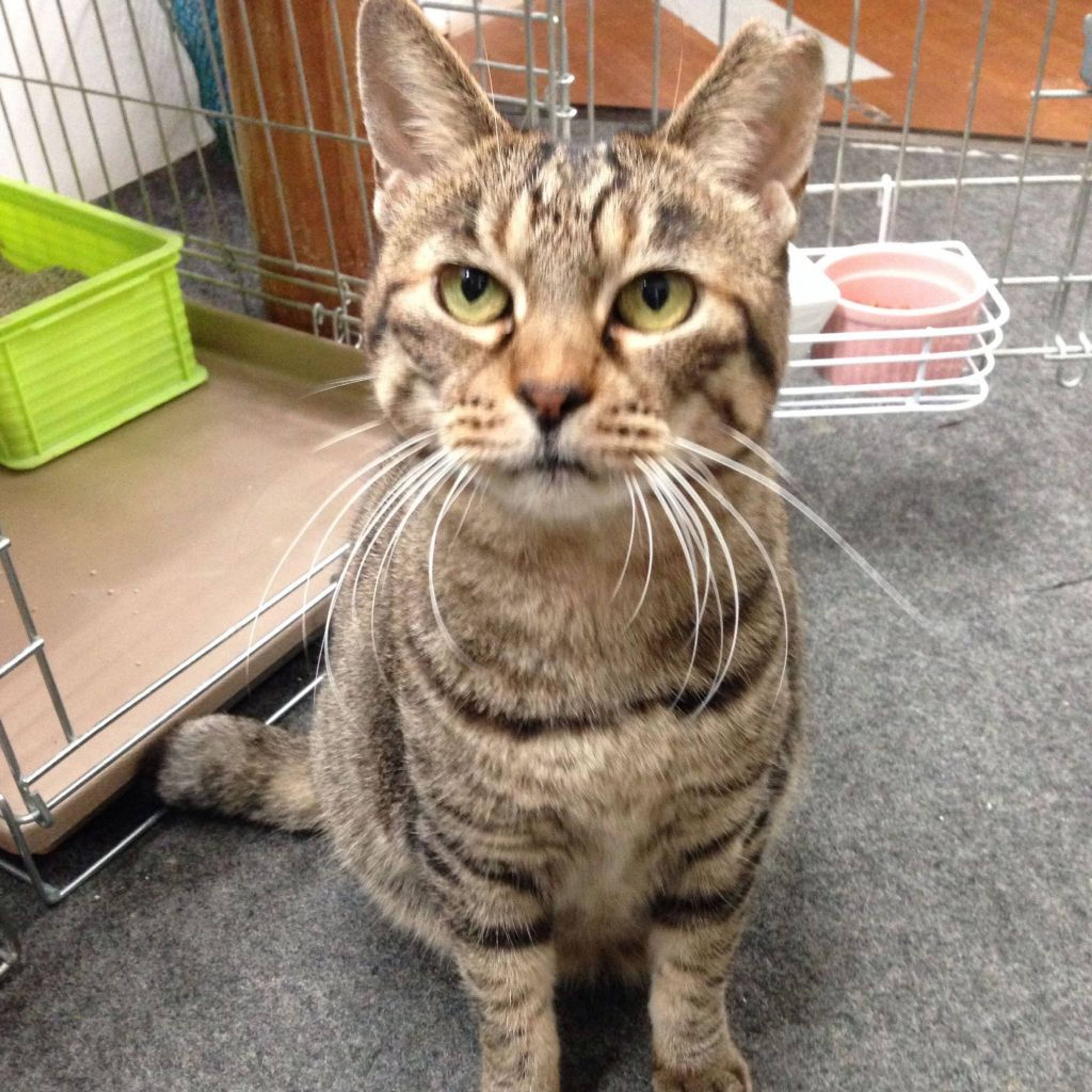 雑種（ミックス猫）・メスの里親募集の写真