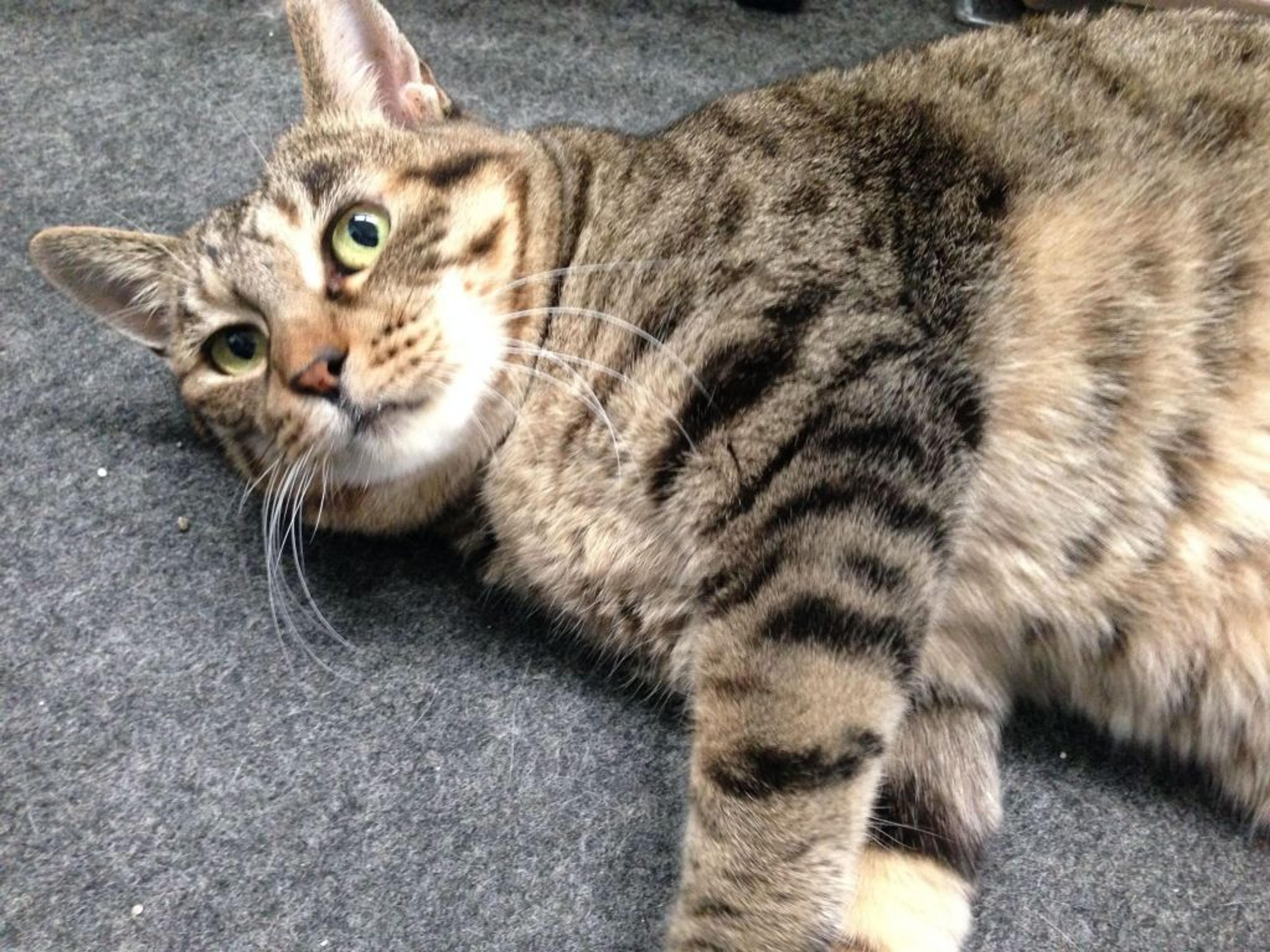 pet-image-2