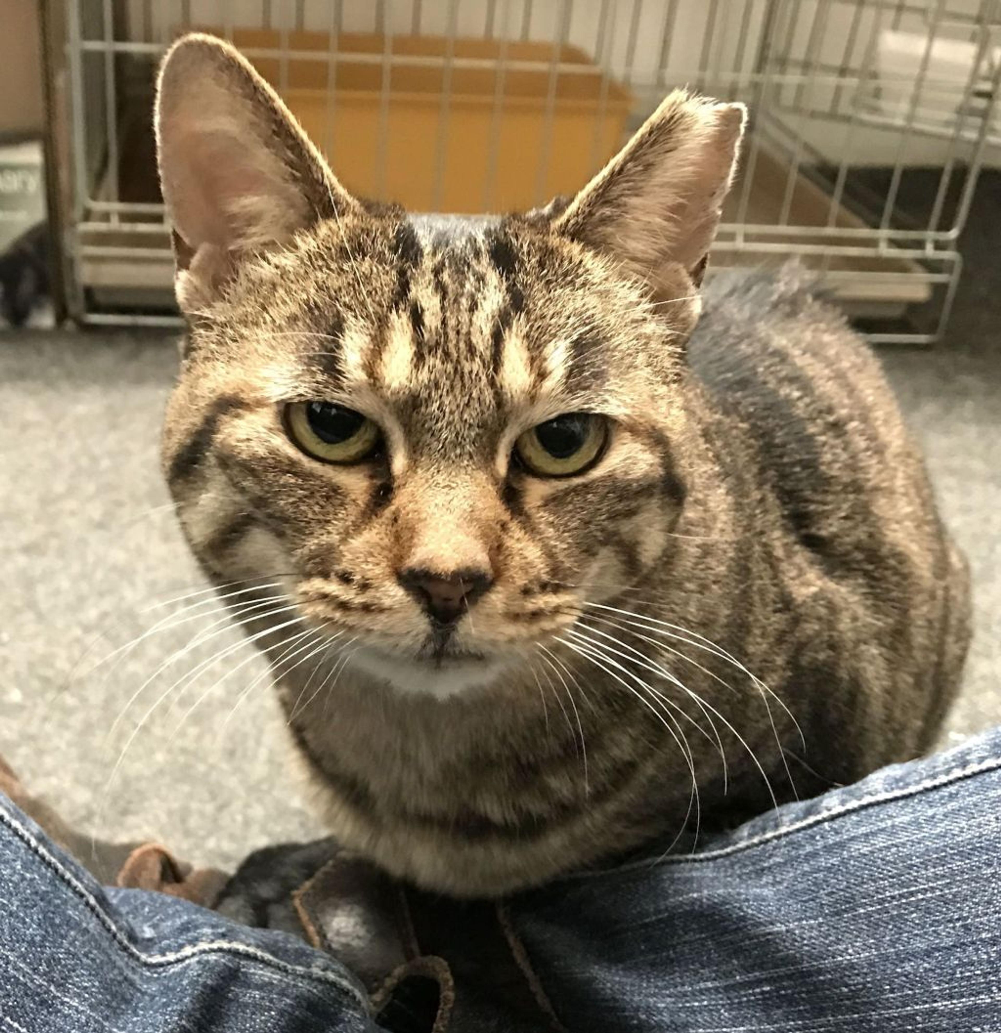 pet-image-3