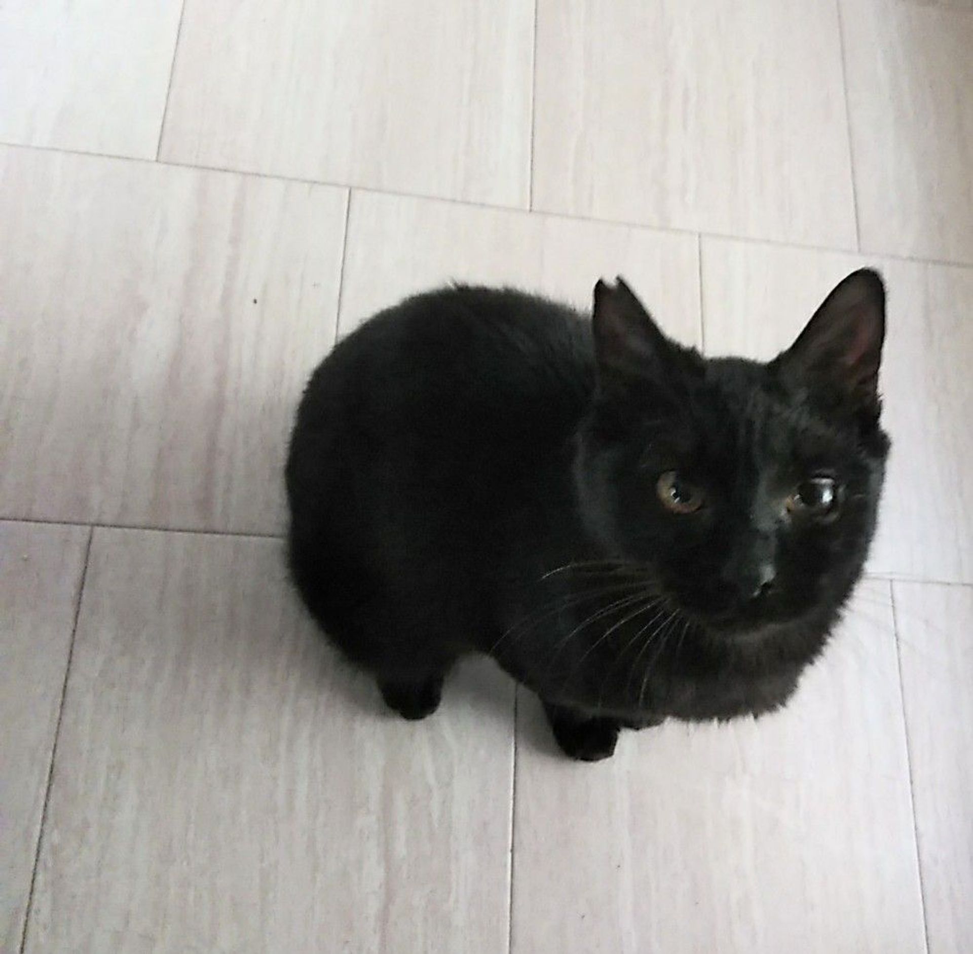 雑種（ミックス猫）・オスの里親募集の写真