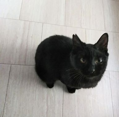 Pの写真
