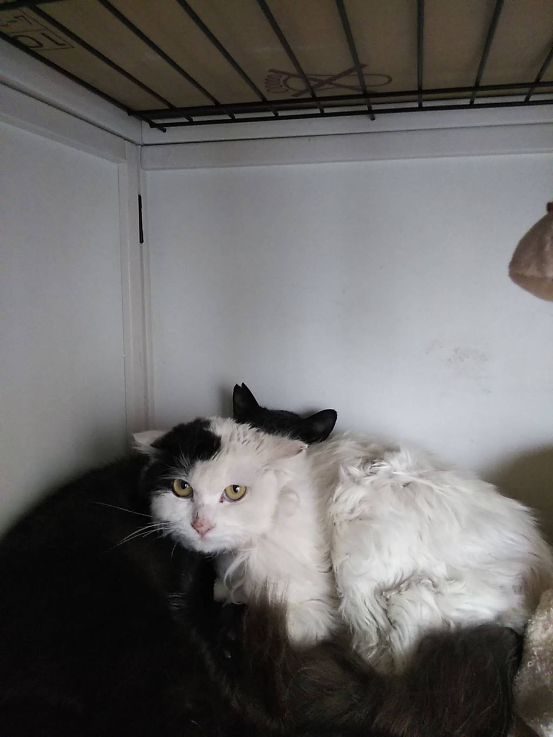 雑種（ミックス猫）・メスの里親募集の写真