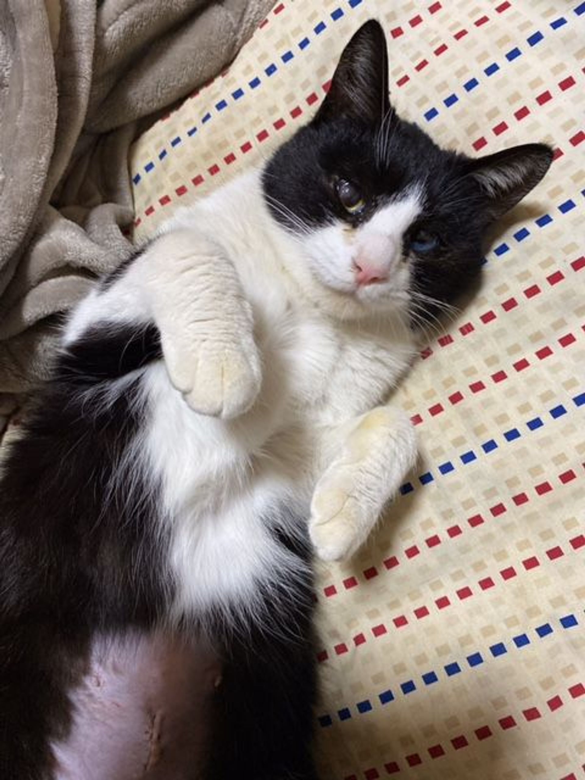 雑種（ミックス猫）・メスの里親募集の写真