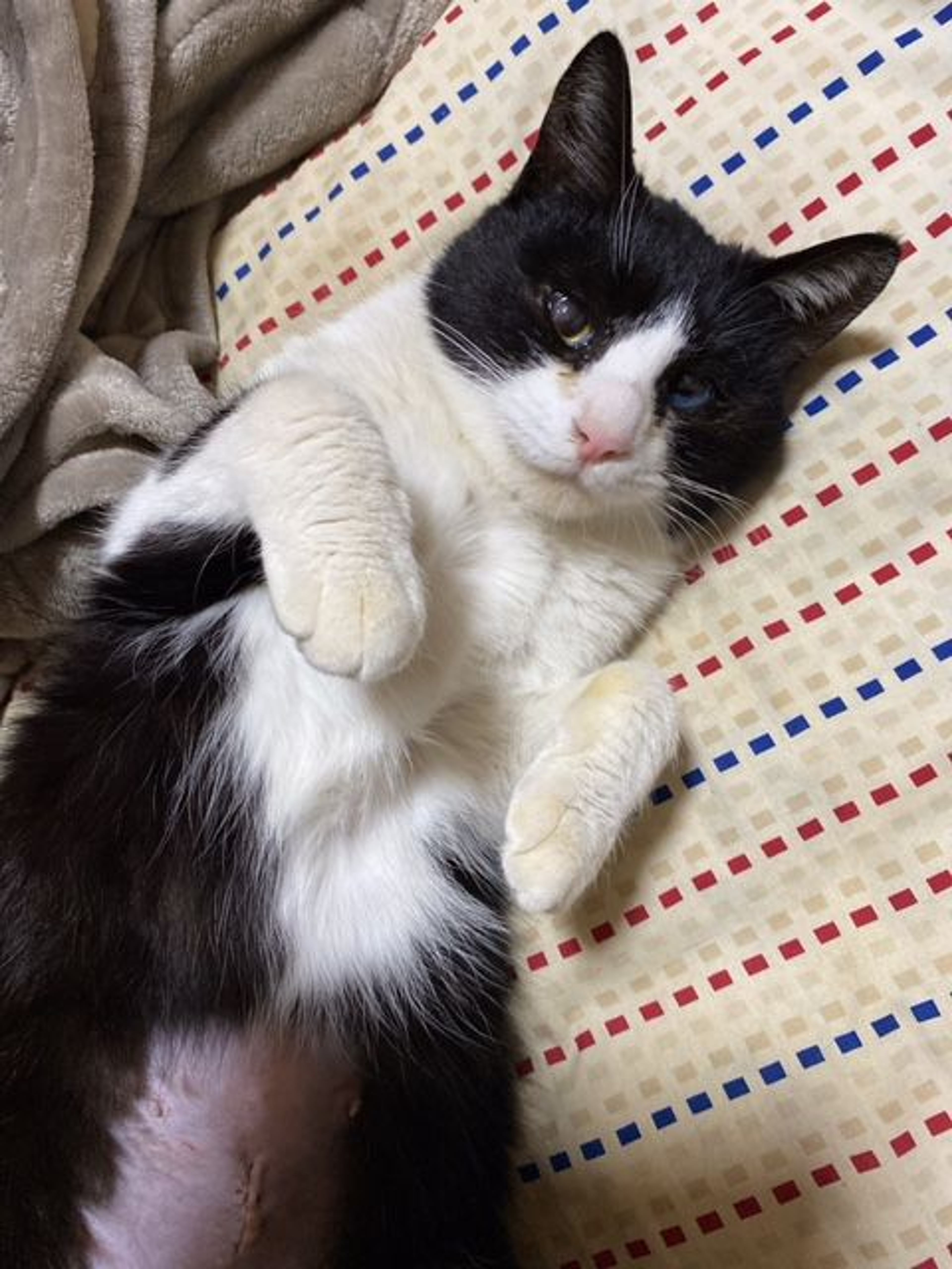 雑種（ミックス猫）・メスの里親募集の写真