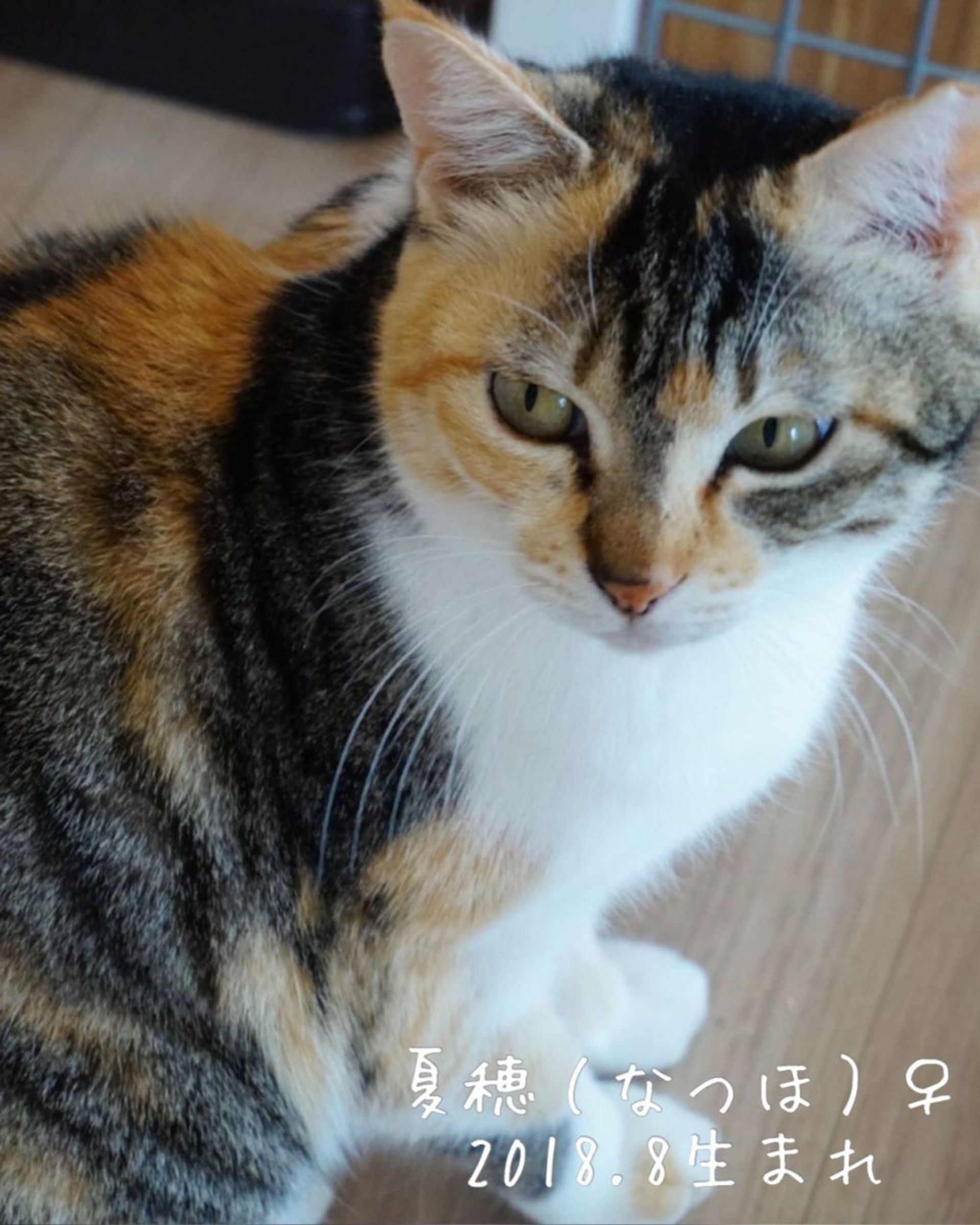 雑種（ミックス猫）・メスの里親募集の写真