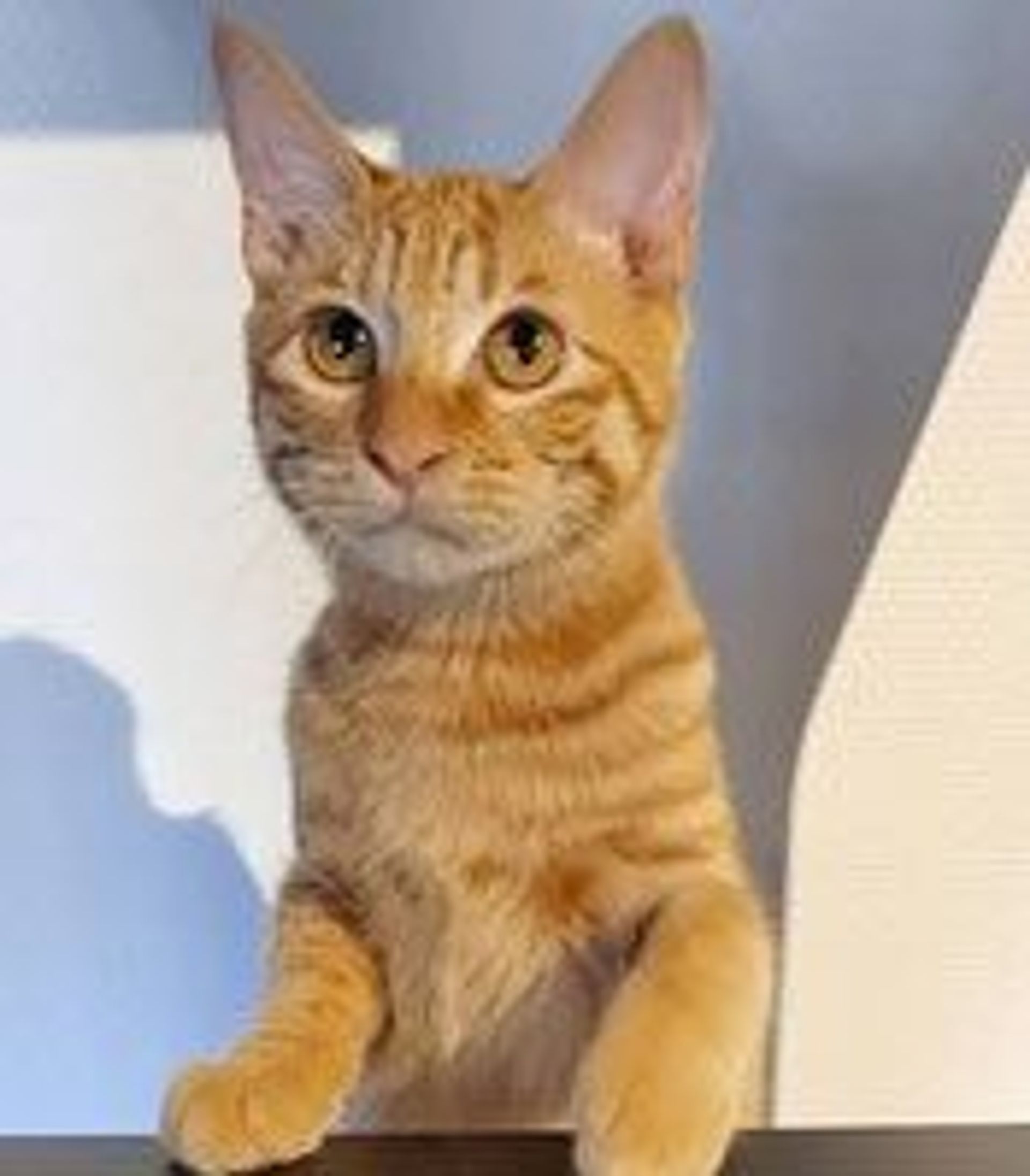 雑種（ミックス猫）・オスの里親募集の写真