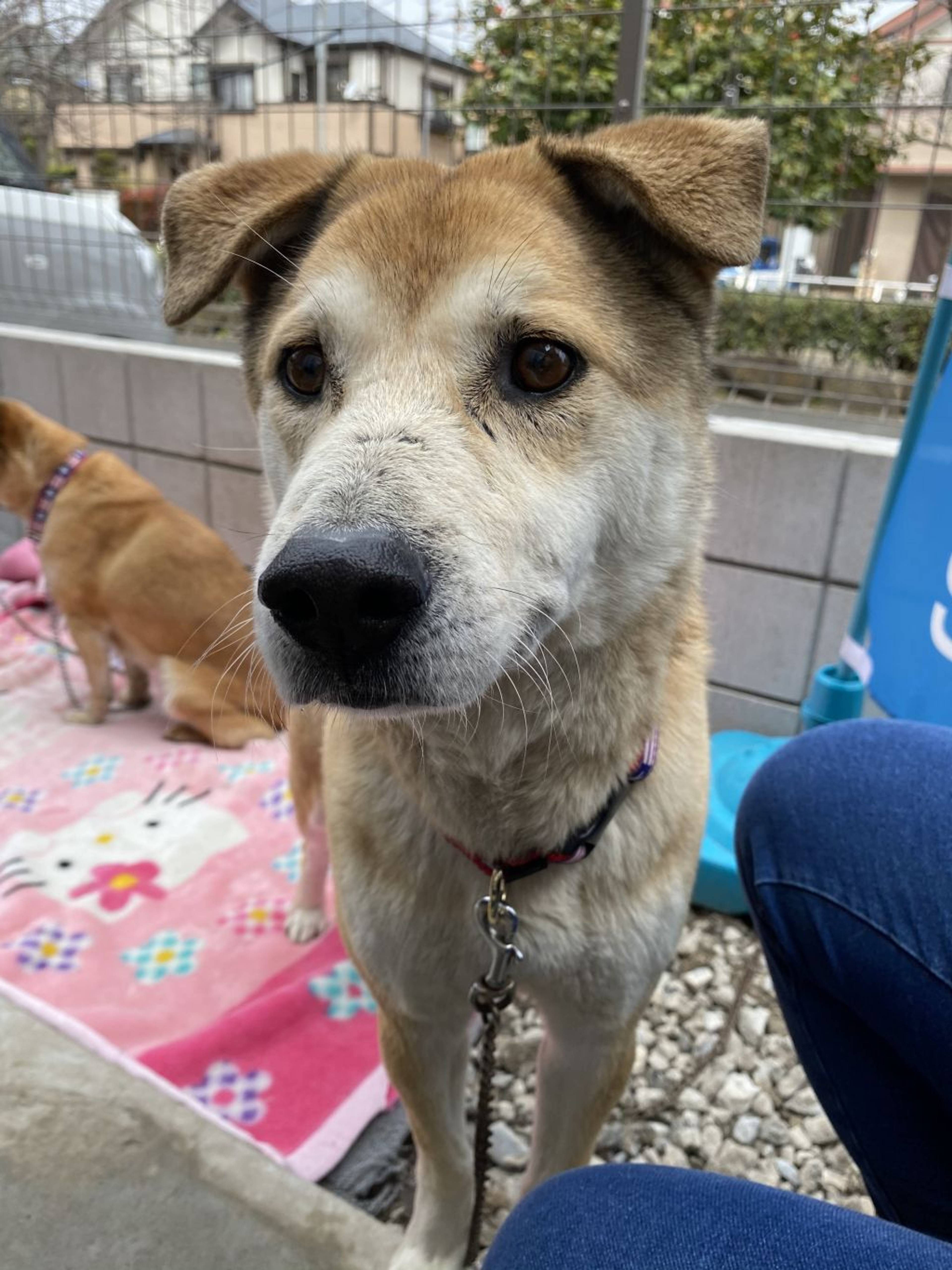 雑種（ミックス犬）・オスの里親募集の写真
