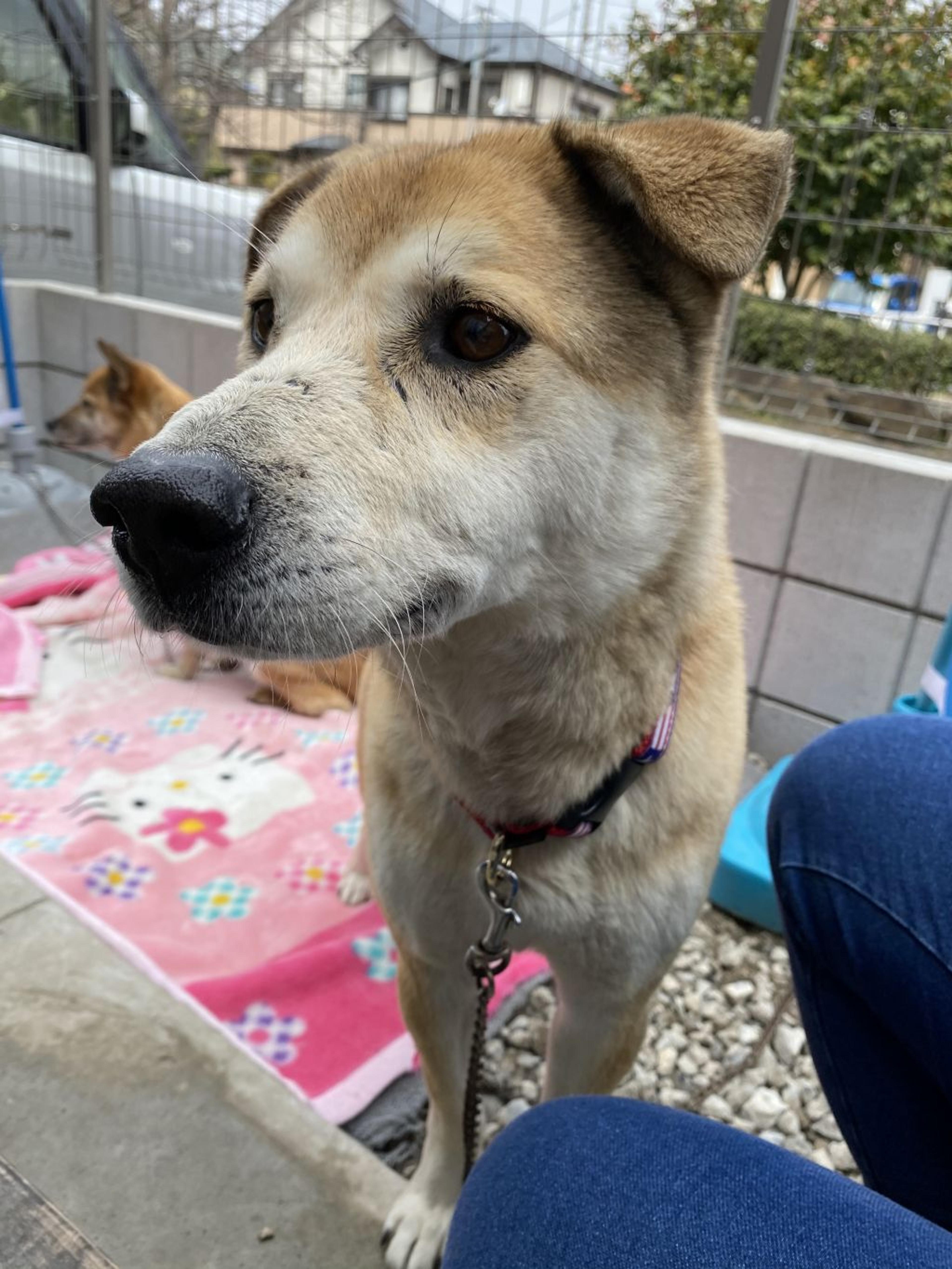 pet-image-2